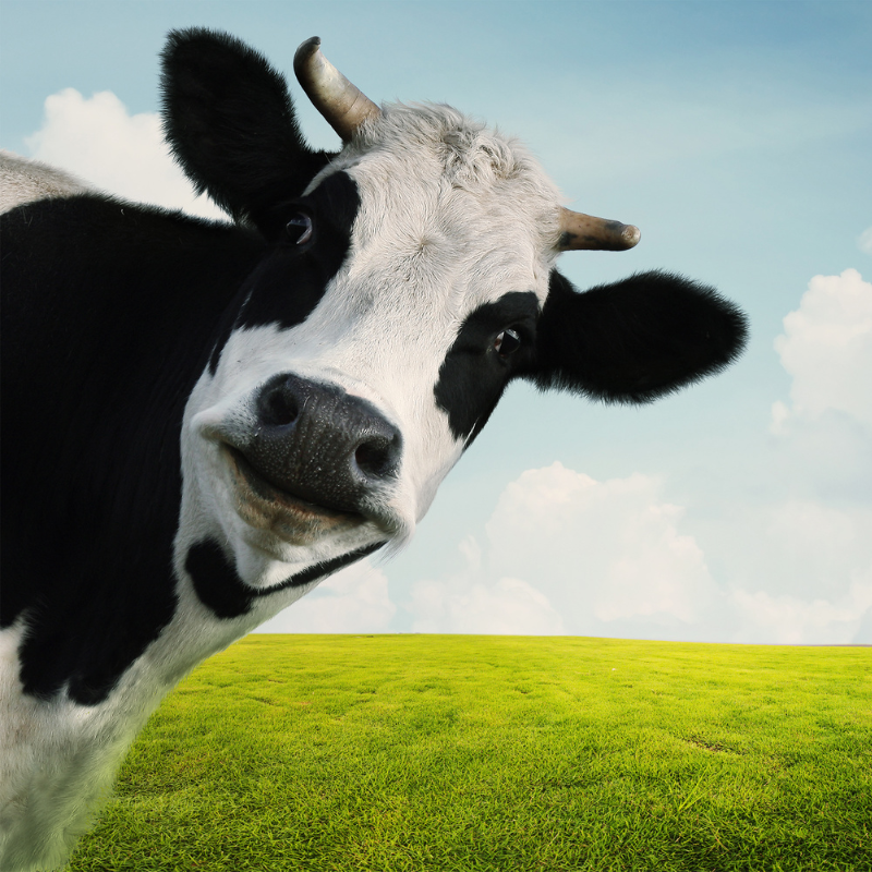 Ben & Jerry's trying to stop cow farts episode artwork
