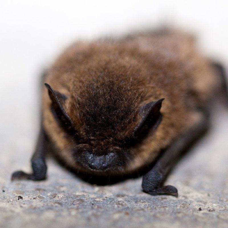 Ballzer Gets a Bat Out of the House