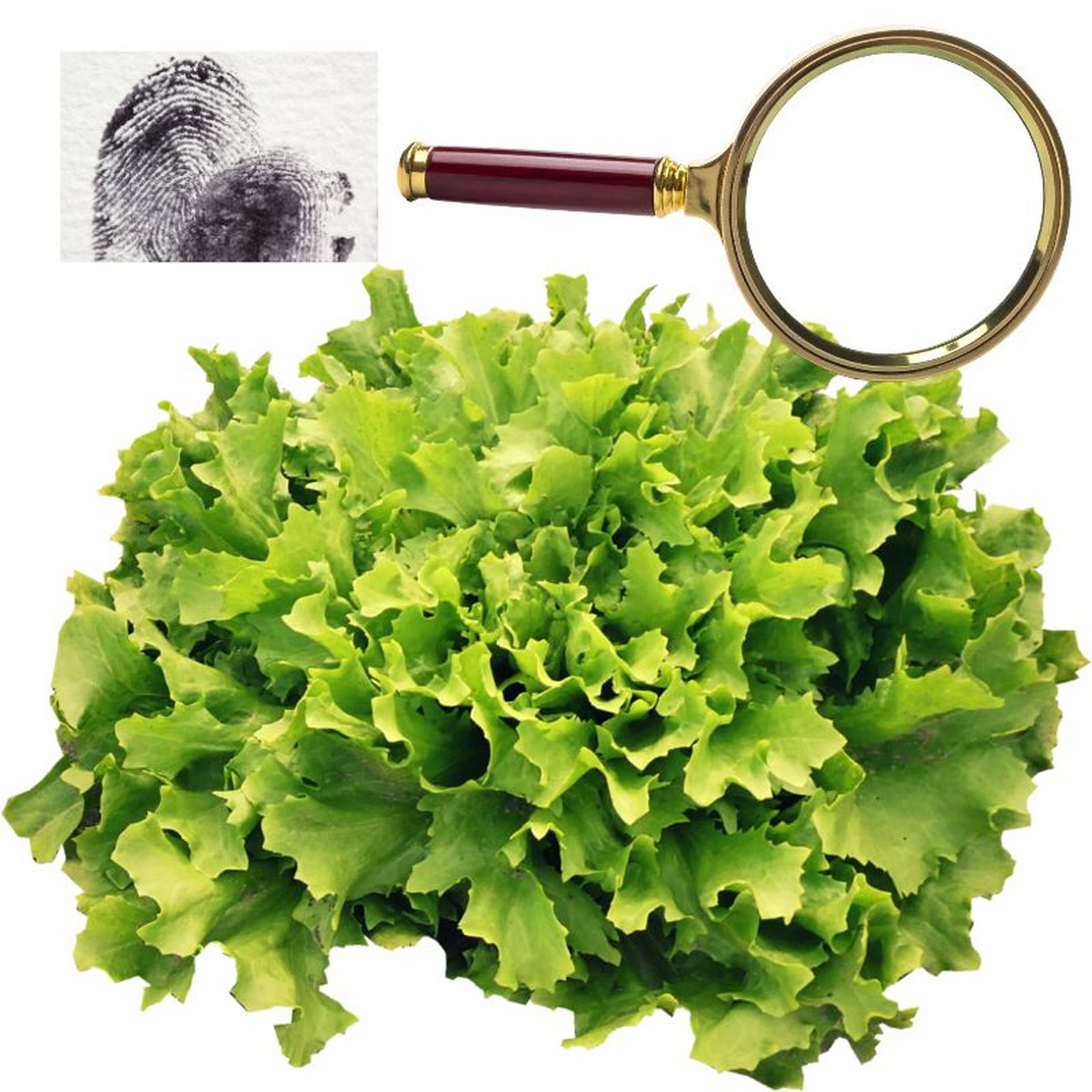 Can Forensic Files Solve the Diarrhea Lettuce Mystery? episode artwork