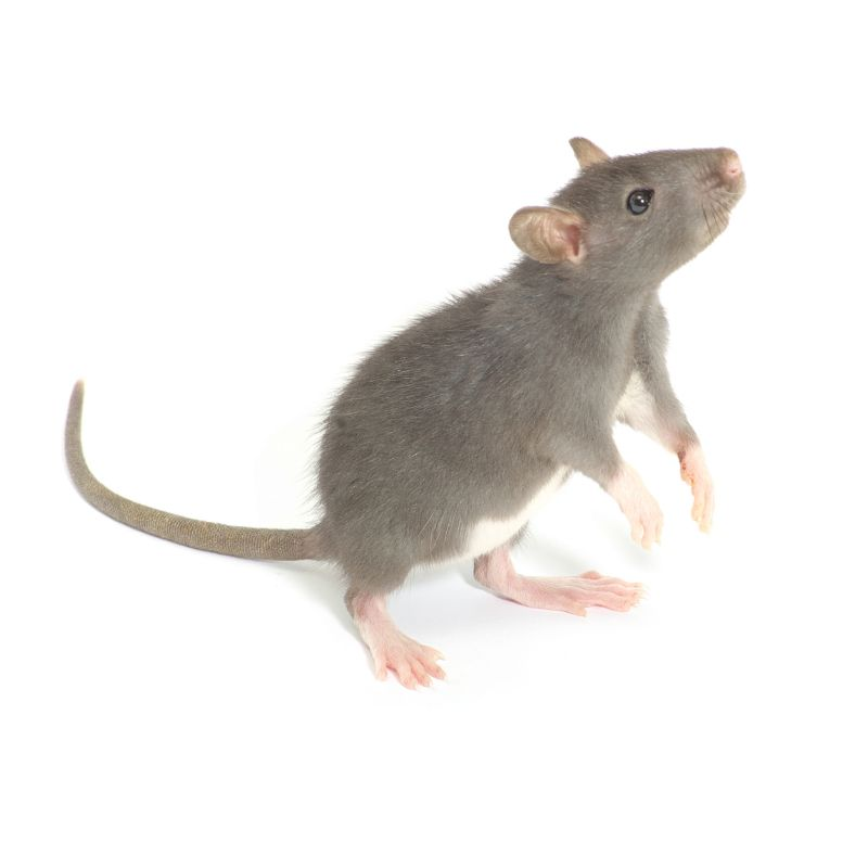 What jams make rats dance? episode artwork
