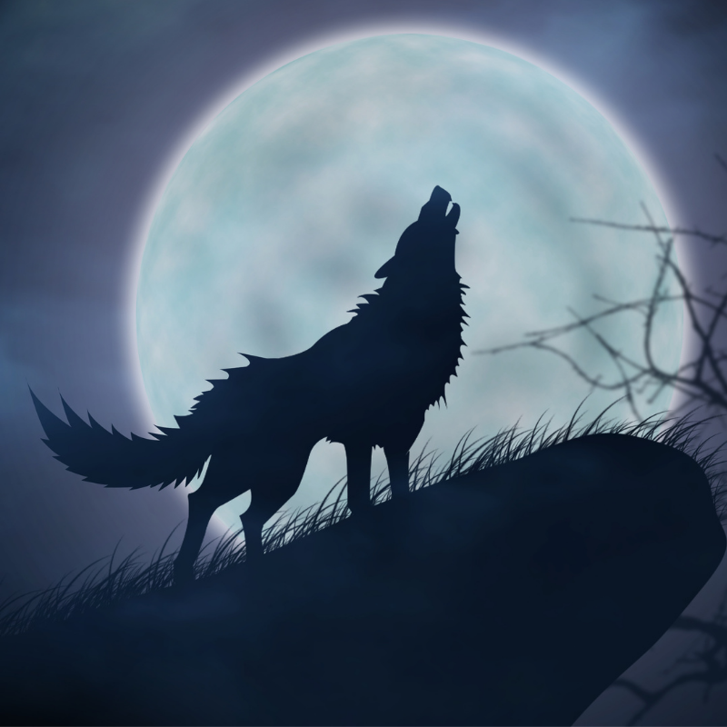 Feed Your Ex To The Wolves for V-day! episode artwork
