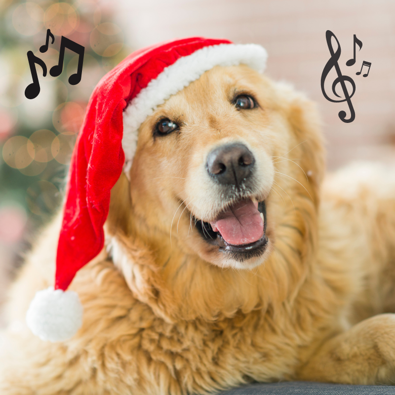 Does your dog have a favorite holiday song? episode artwork
