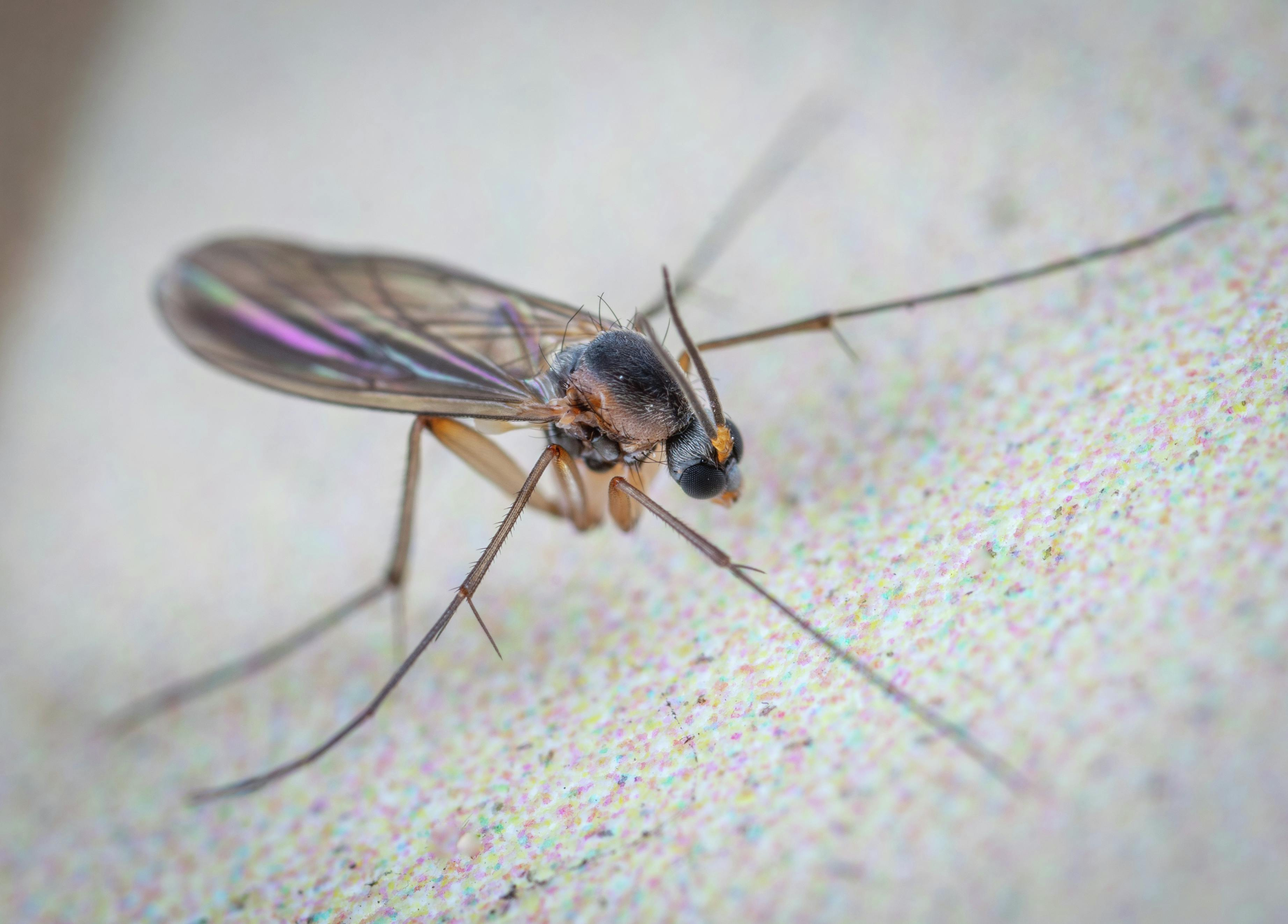 Bugged Out: How to Keep Pests from Ruining Your Yard