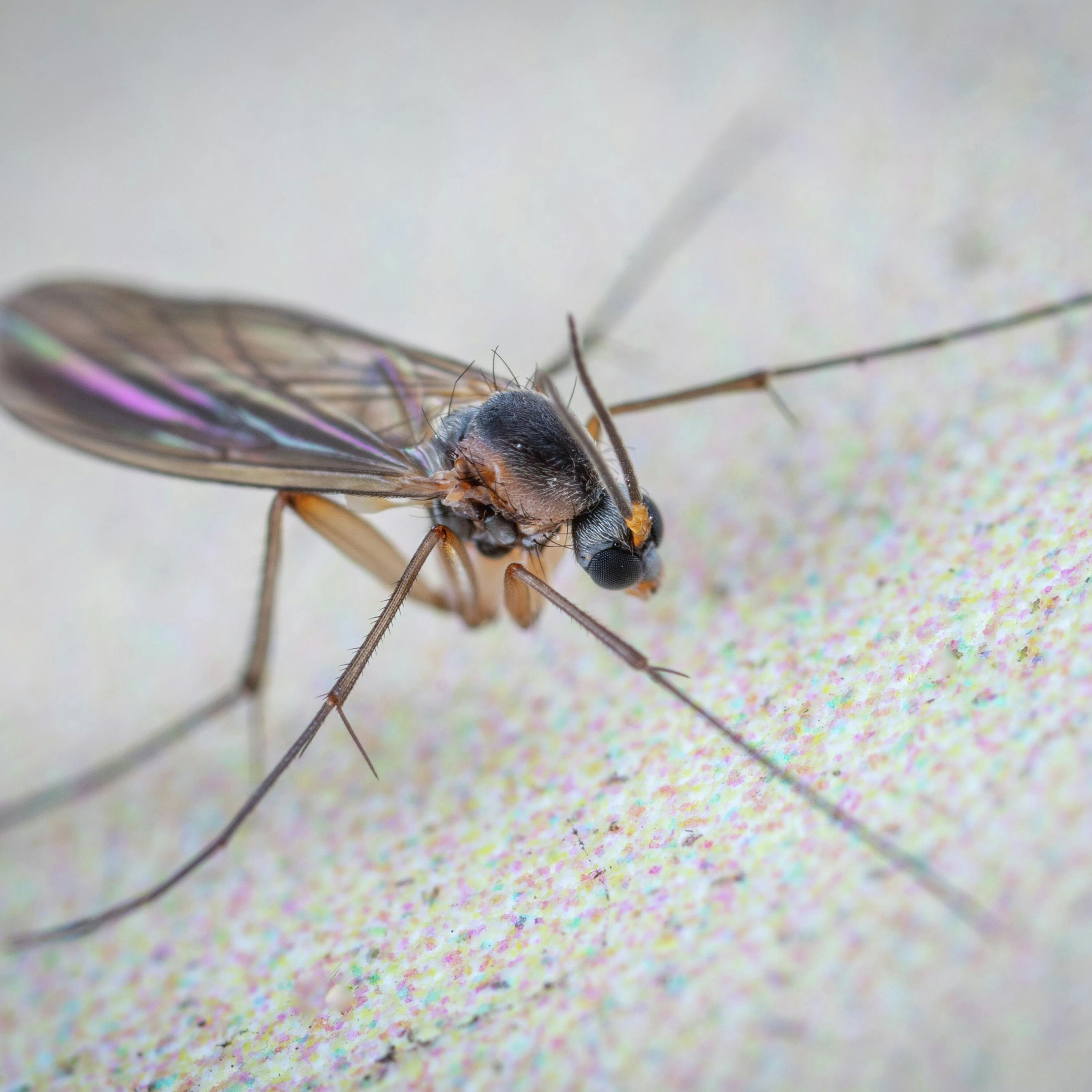 Bugged Out: How to Keep Pests from Ruining Your Yard episode artwork