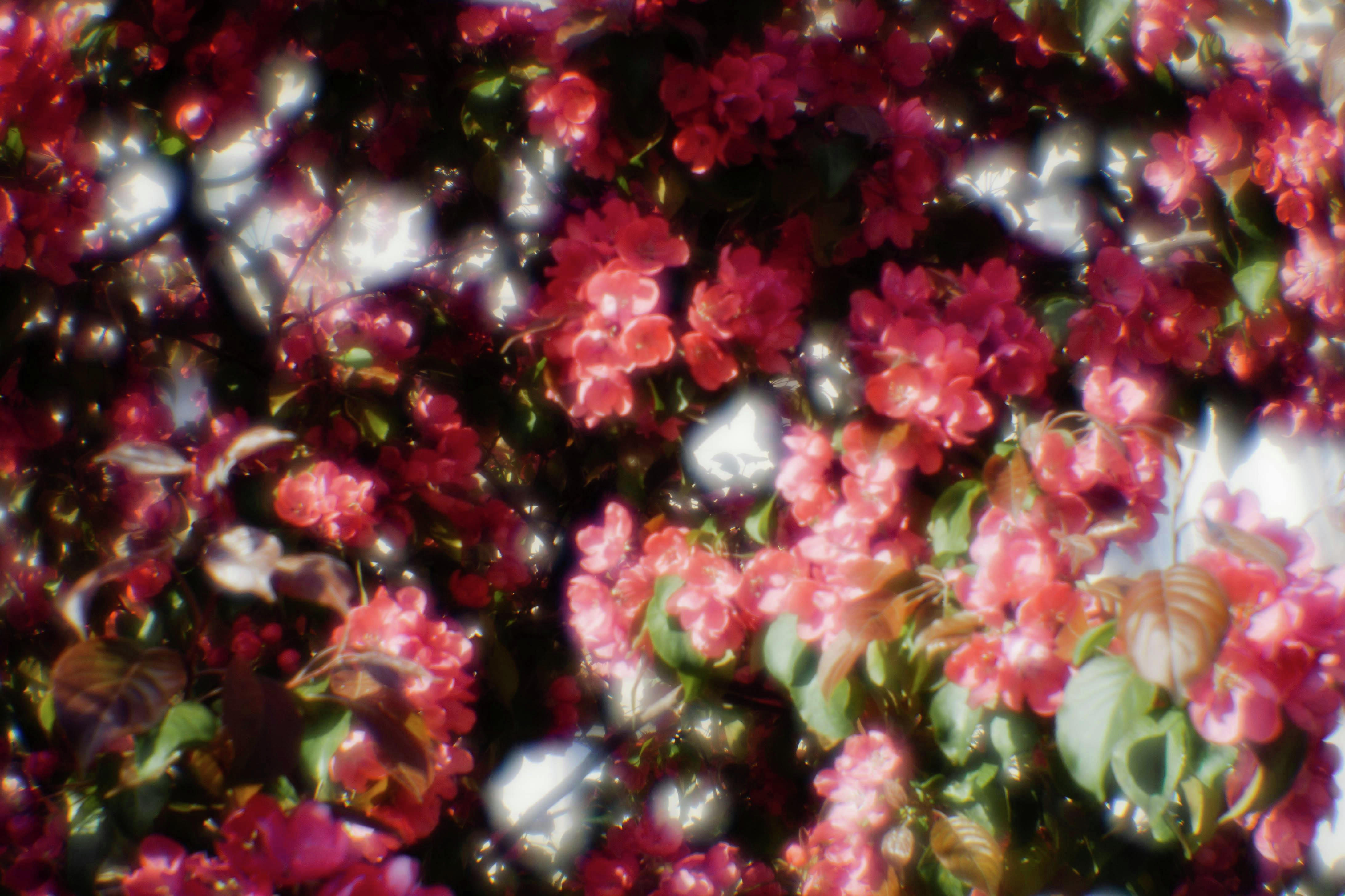 Blossom End Rot Explained: Causes, Prevention, and Solutions