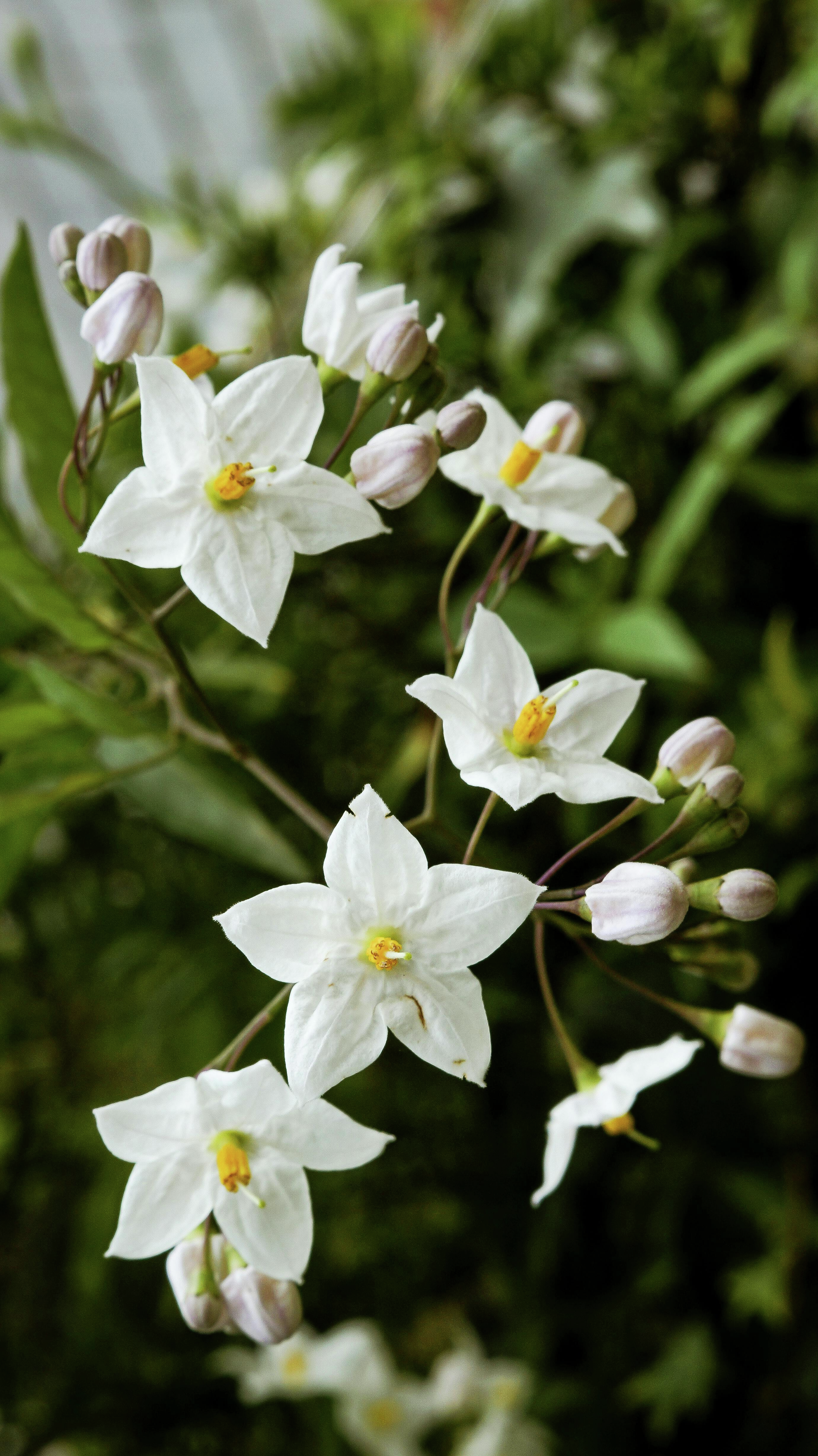 Dangerous Weeds: How to Spot and Eradicate Harmful Plants