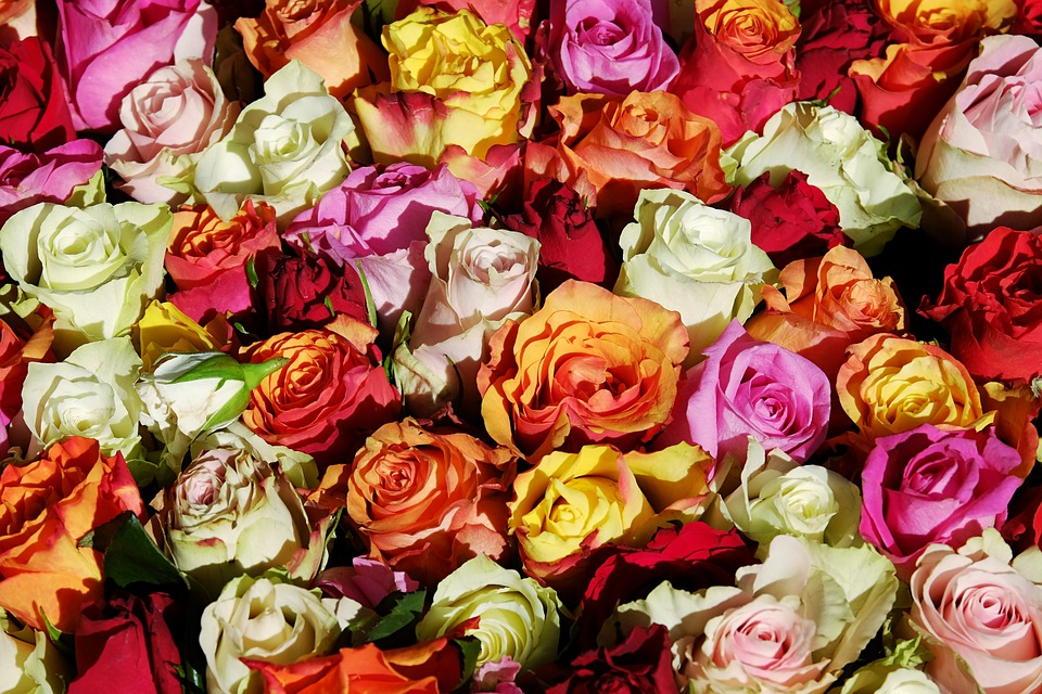 The Meaning of Flowers episode artwork