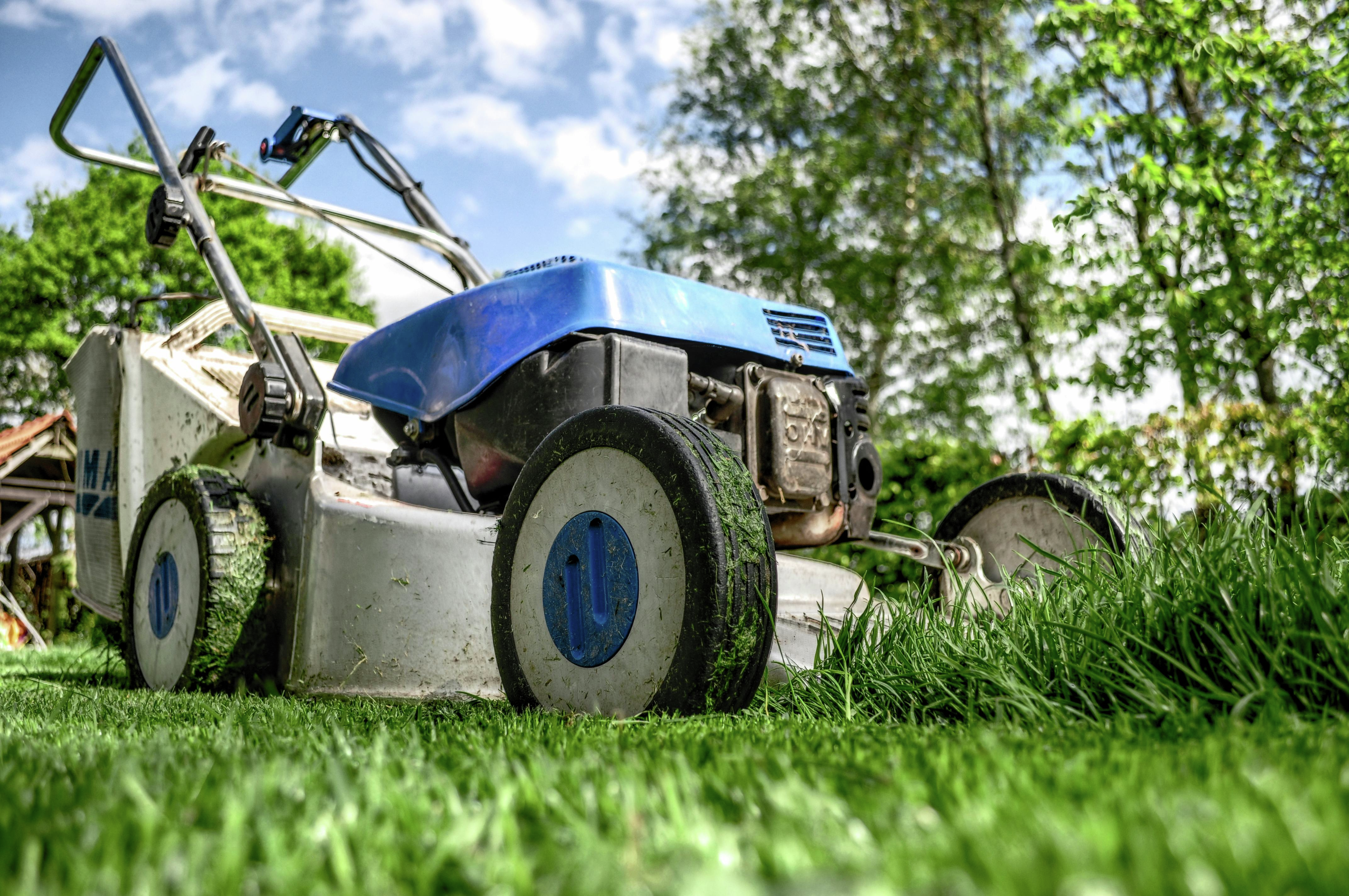  Lawn Logic: Why No Mow May Might Be a Mistake
