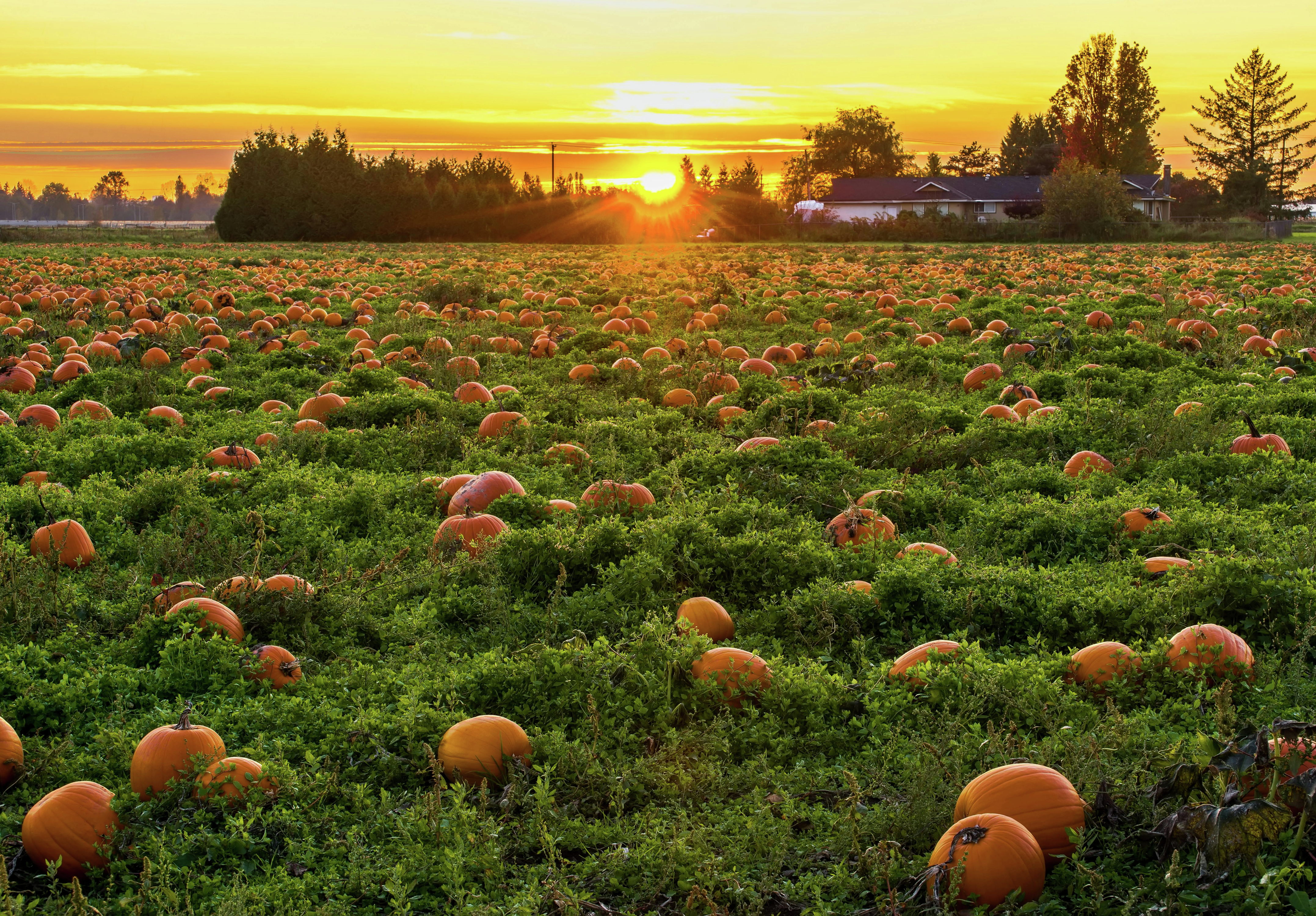 Autumn Gardening: Tips and Weather Folklore