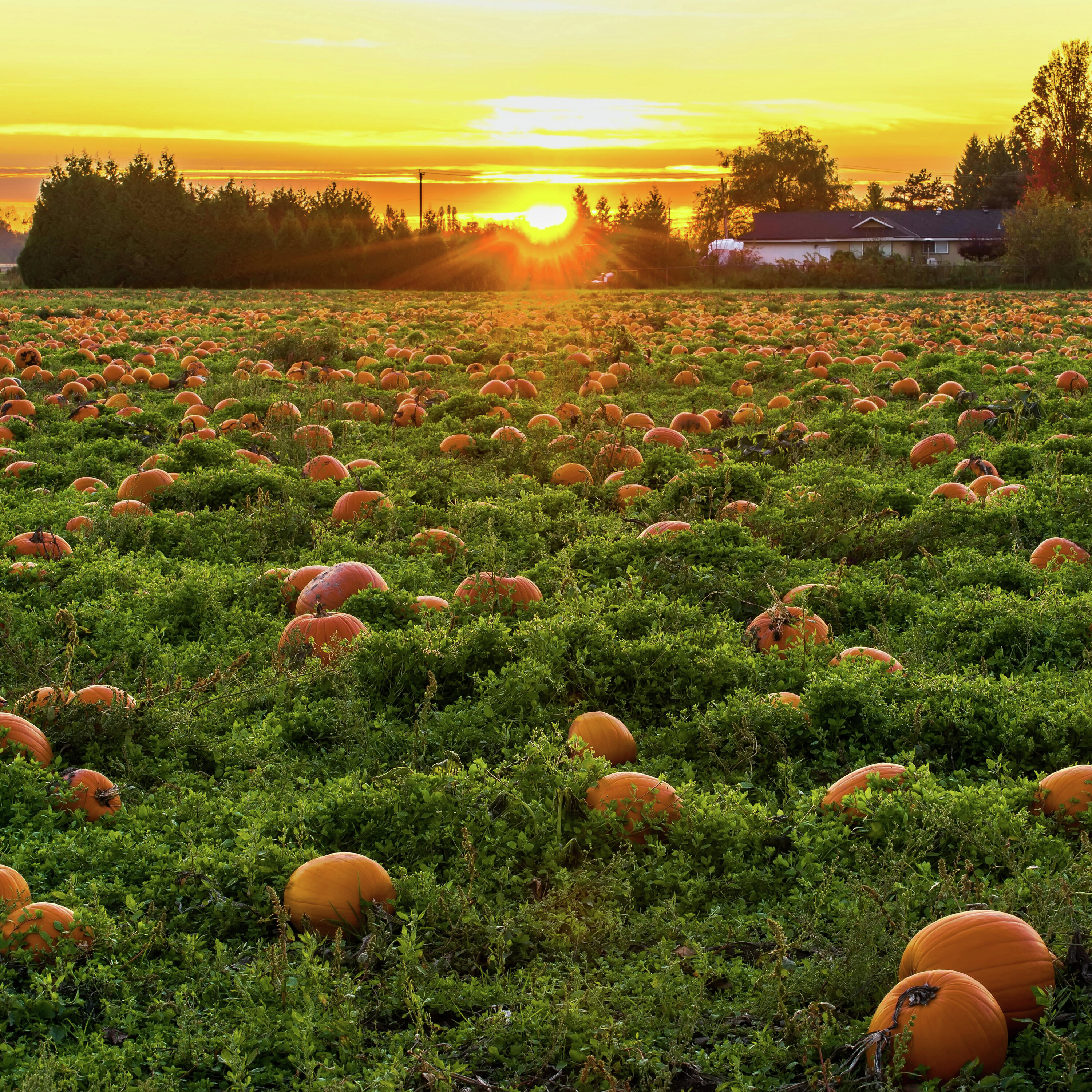 Autumn Gardening: Tips and Weather Folklore episode artwork