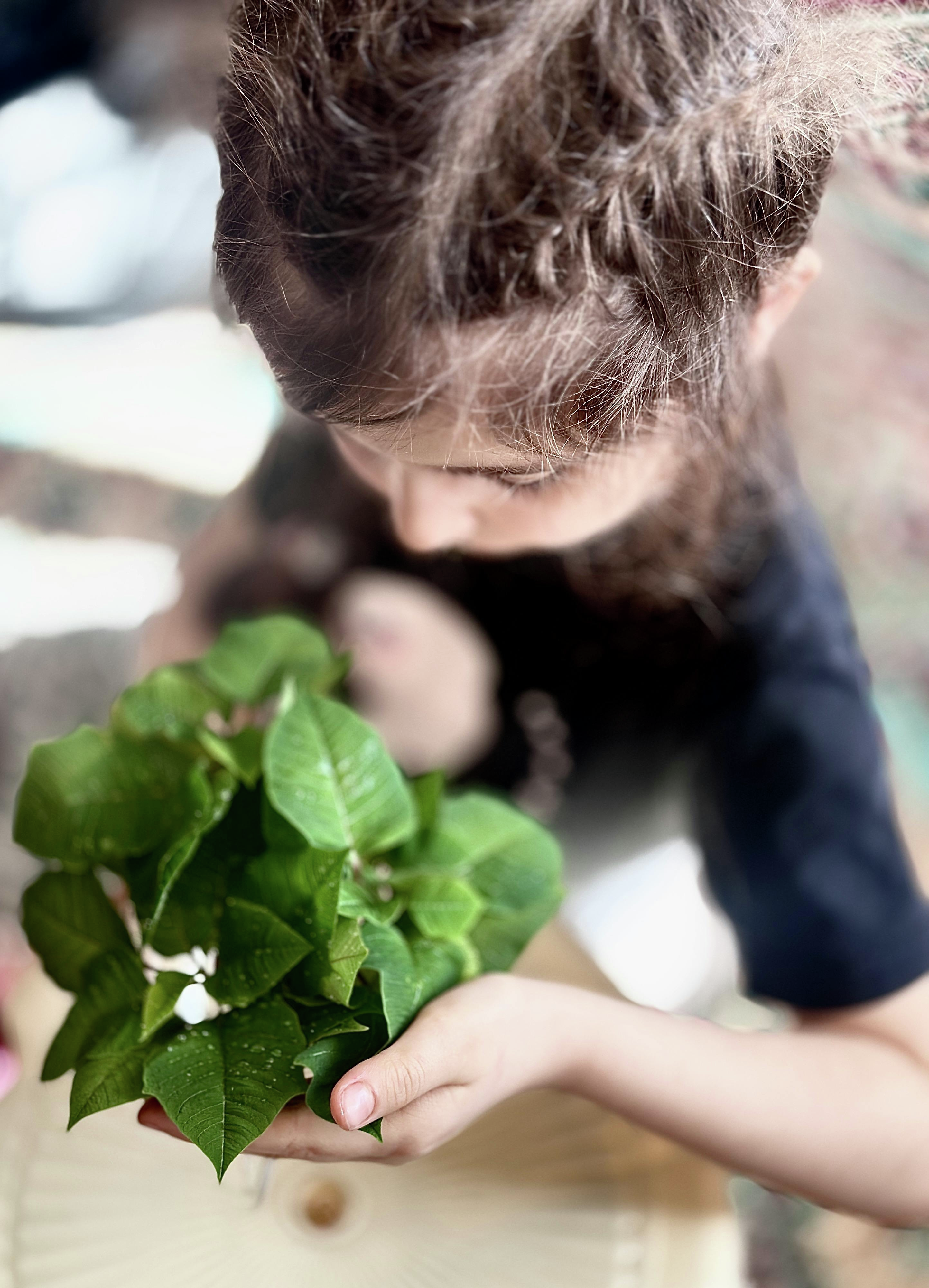 The Folklore of Foliage: Debunking Plant Myths and Wives' Tales