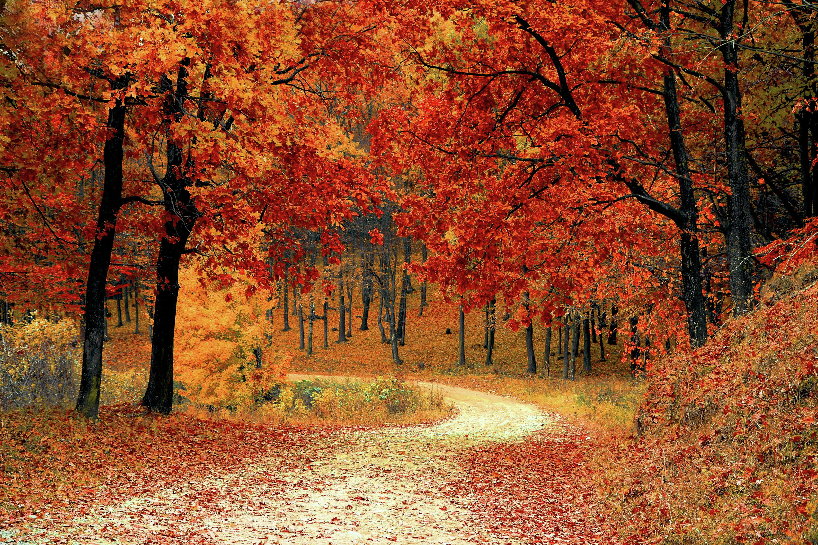 Fall Lawn Revival: Tackling Bent Grass and More!