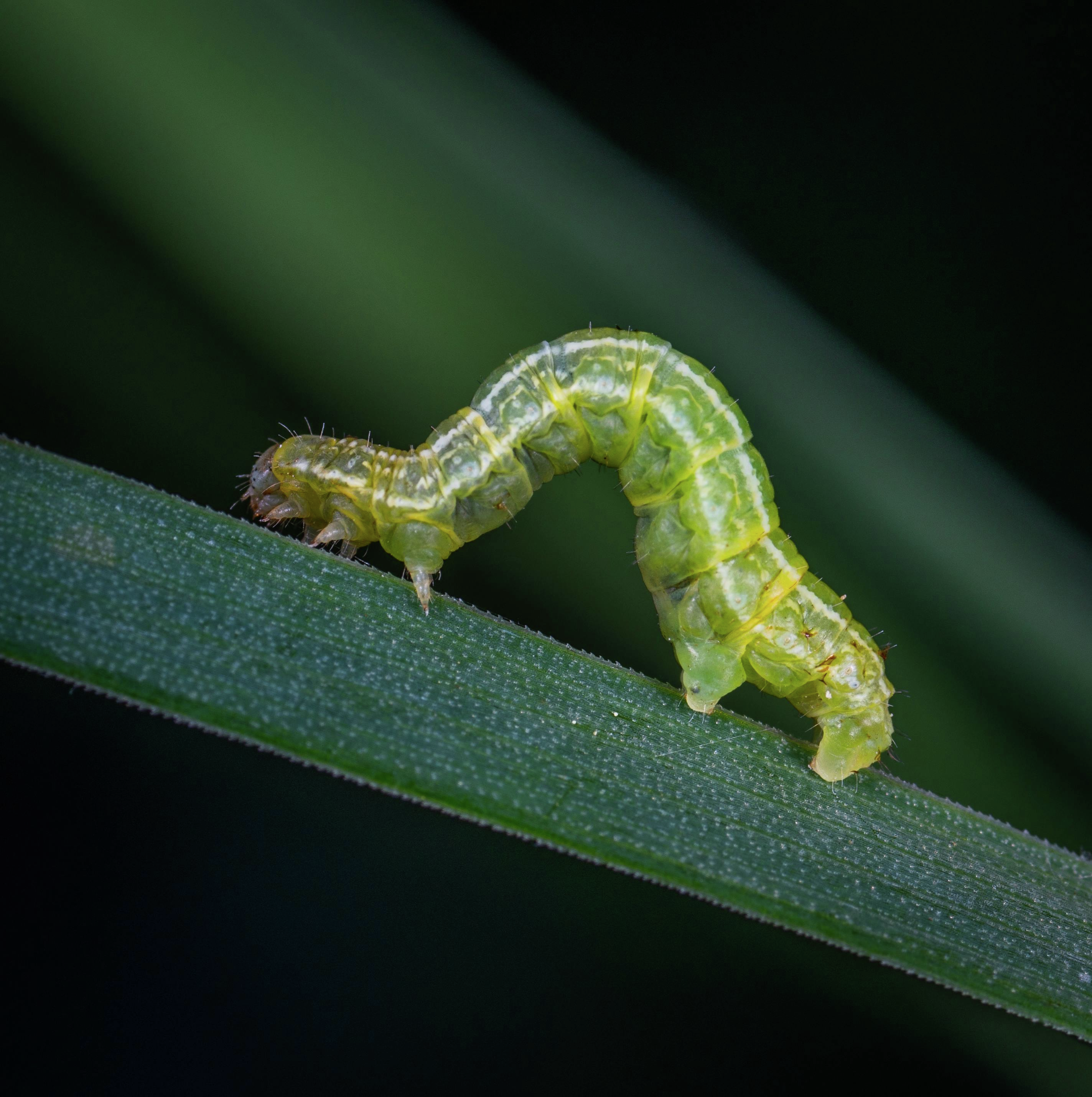 The Hidden Dangers of Spring: Pest Control and Lawn Care Essentials