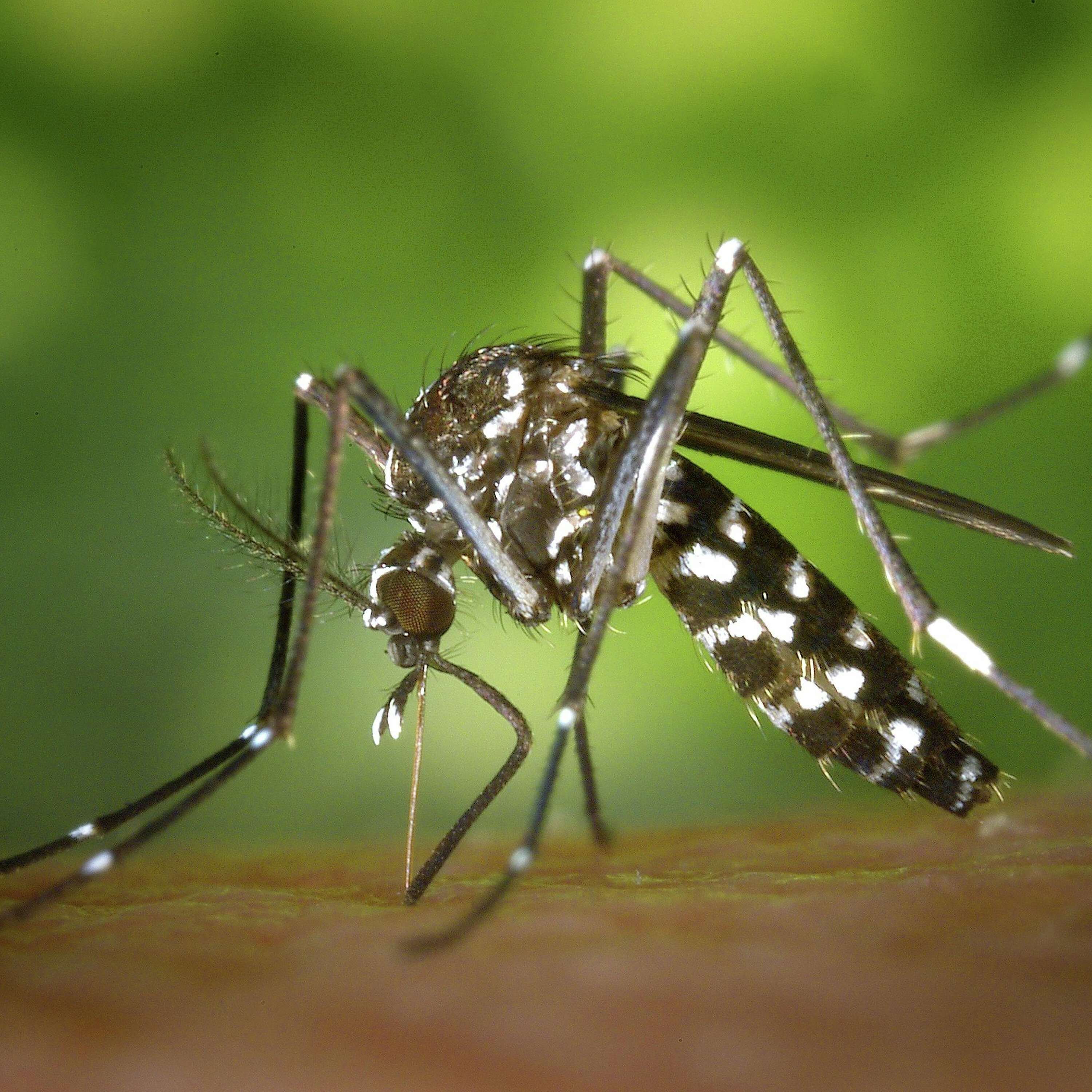 Battling the Bites: Effective Mosquito Control Strategies episode artwork