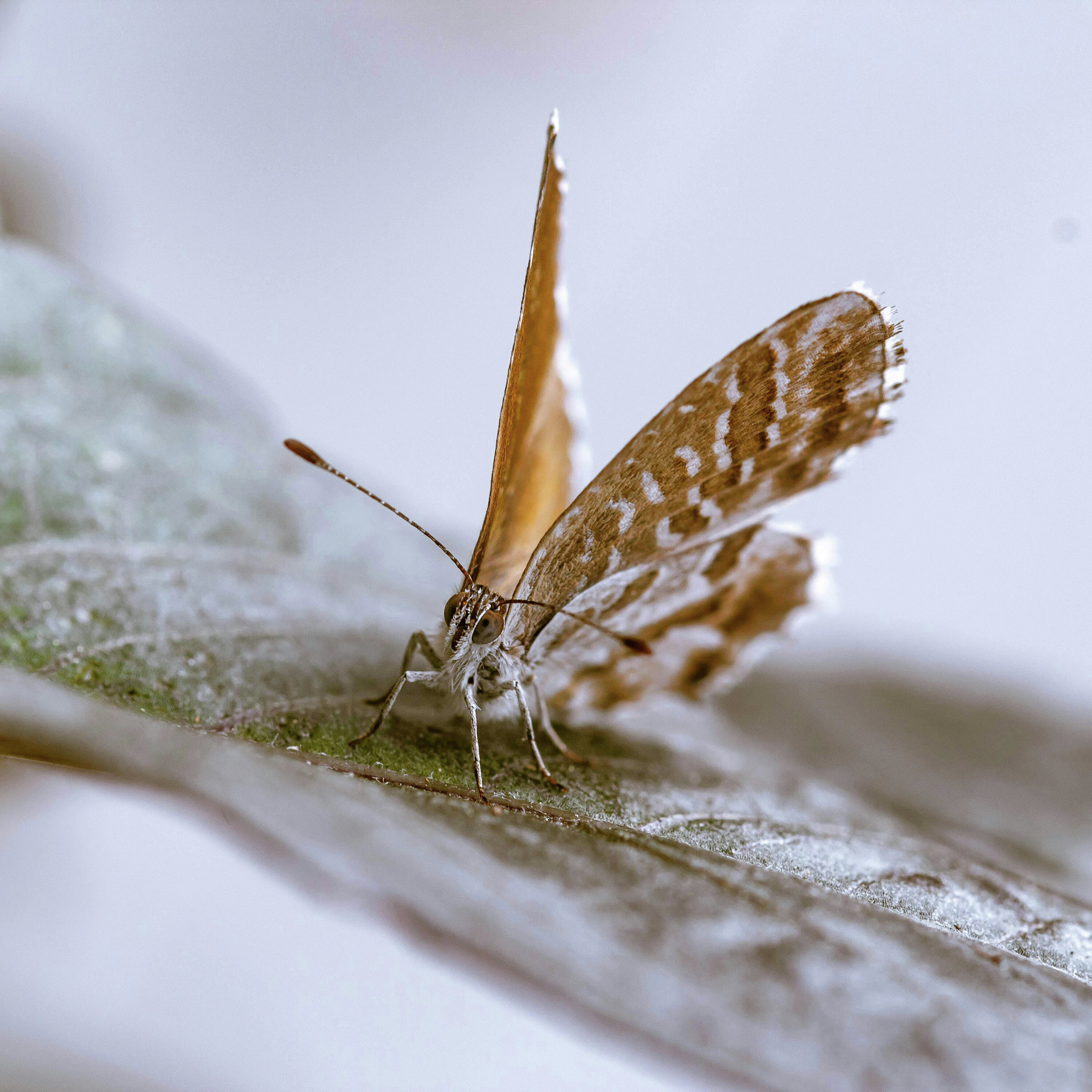 Gypsy Moth Invasion: A Historical Perspective and Modern Solutions episode artwork