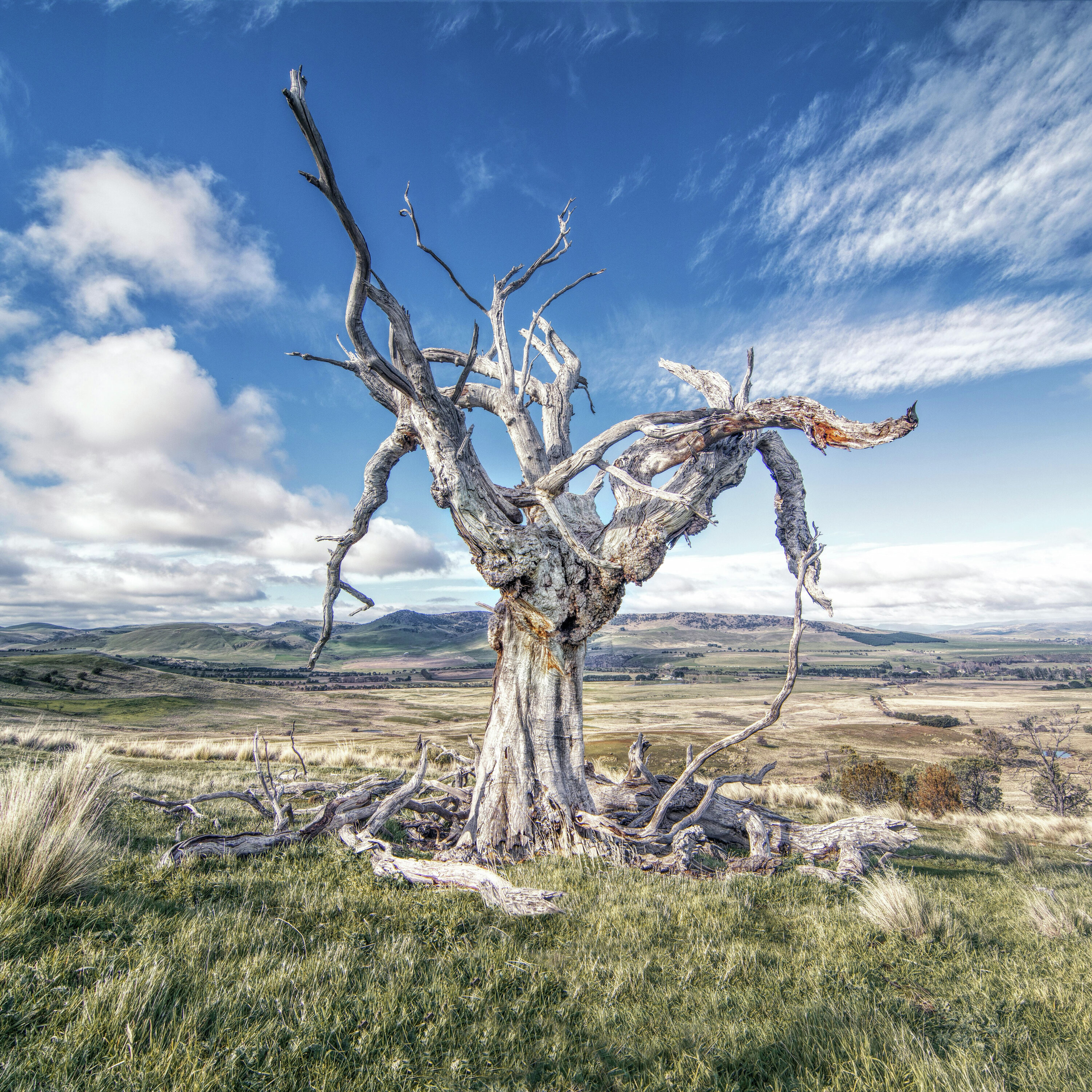 Troubles with Trees: Tackling Pests and Diseases episode artwork