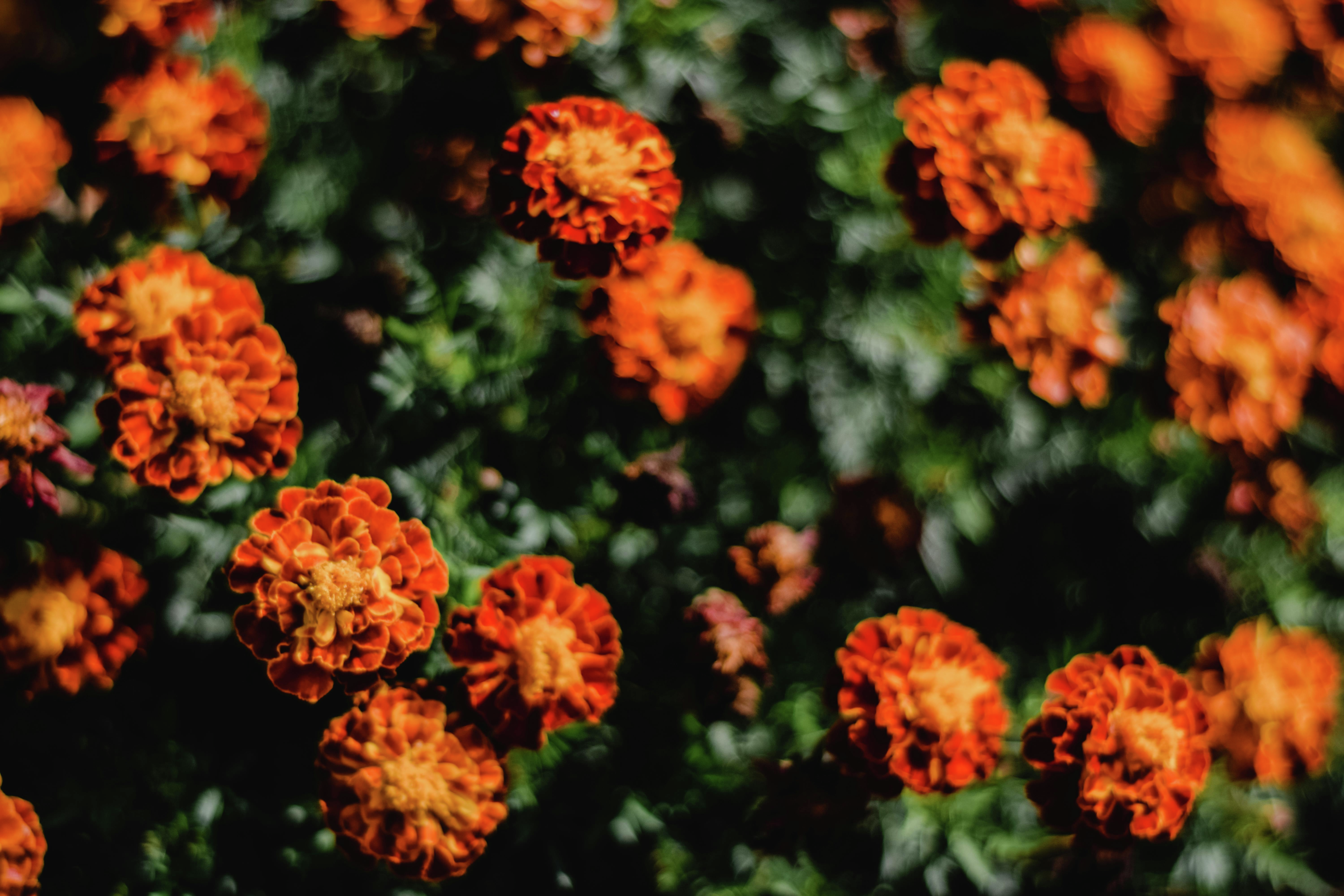 Fall Planting Essentials: From Bulbs to Mums