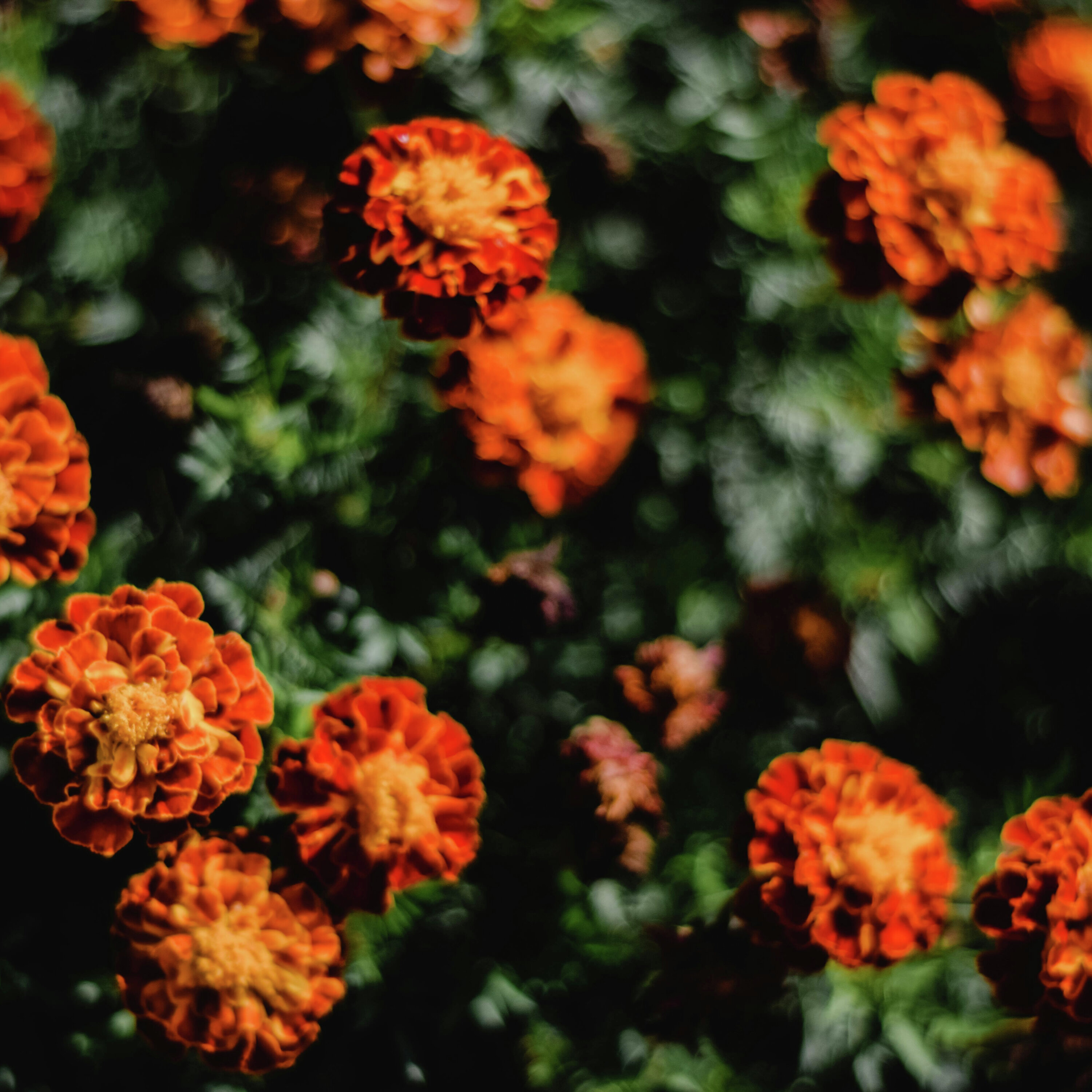 Fall Planting Essentials: From Bulbs to Mums episode artwork