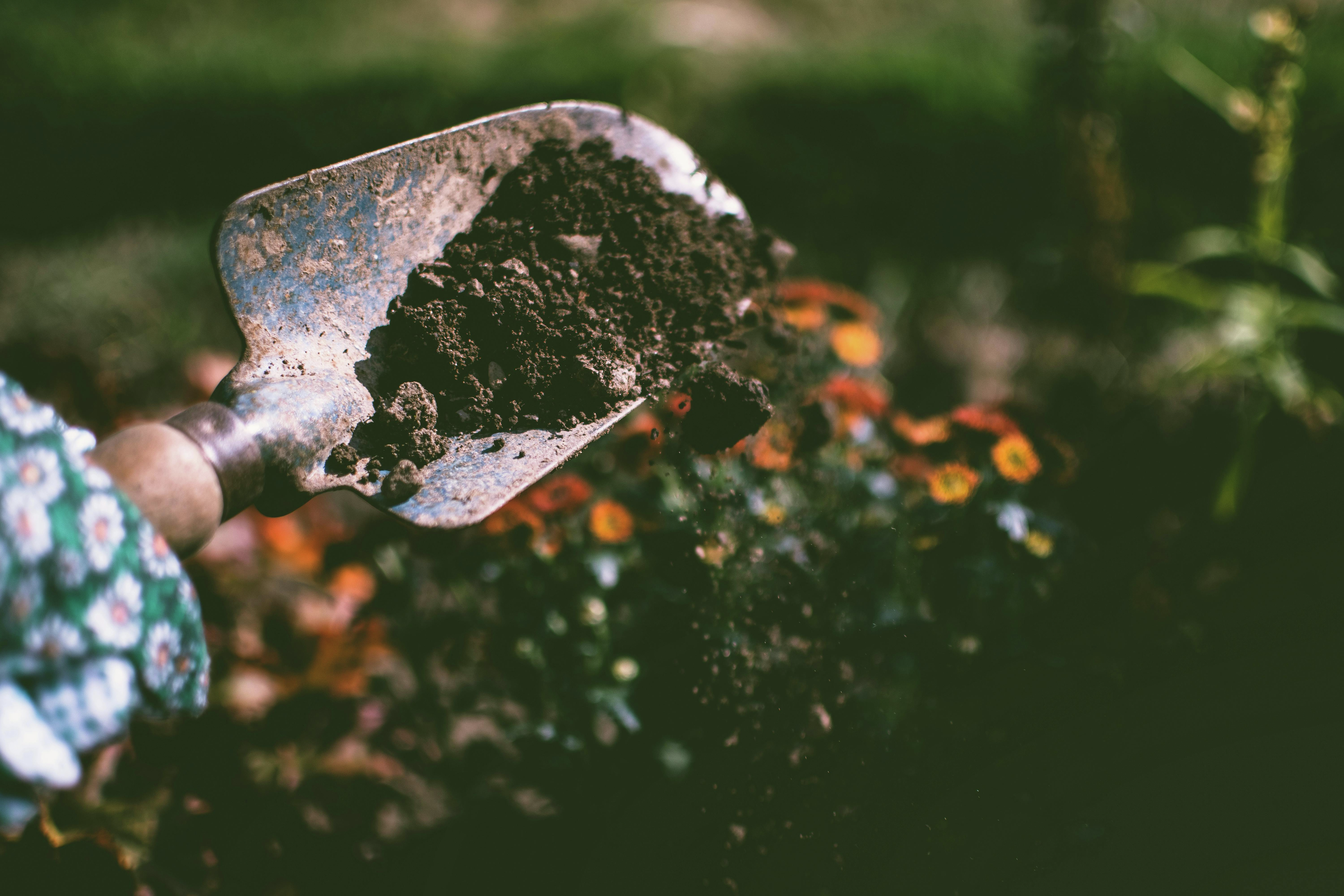 Spring Prep: Transplanting, Stump Removal & Garden Troubleshooting