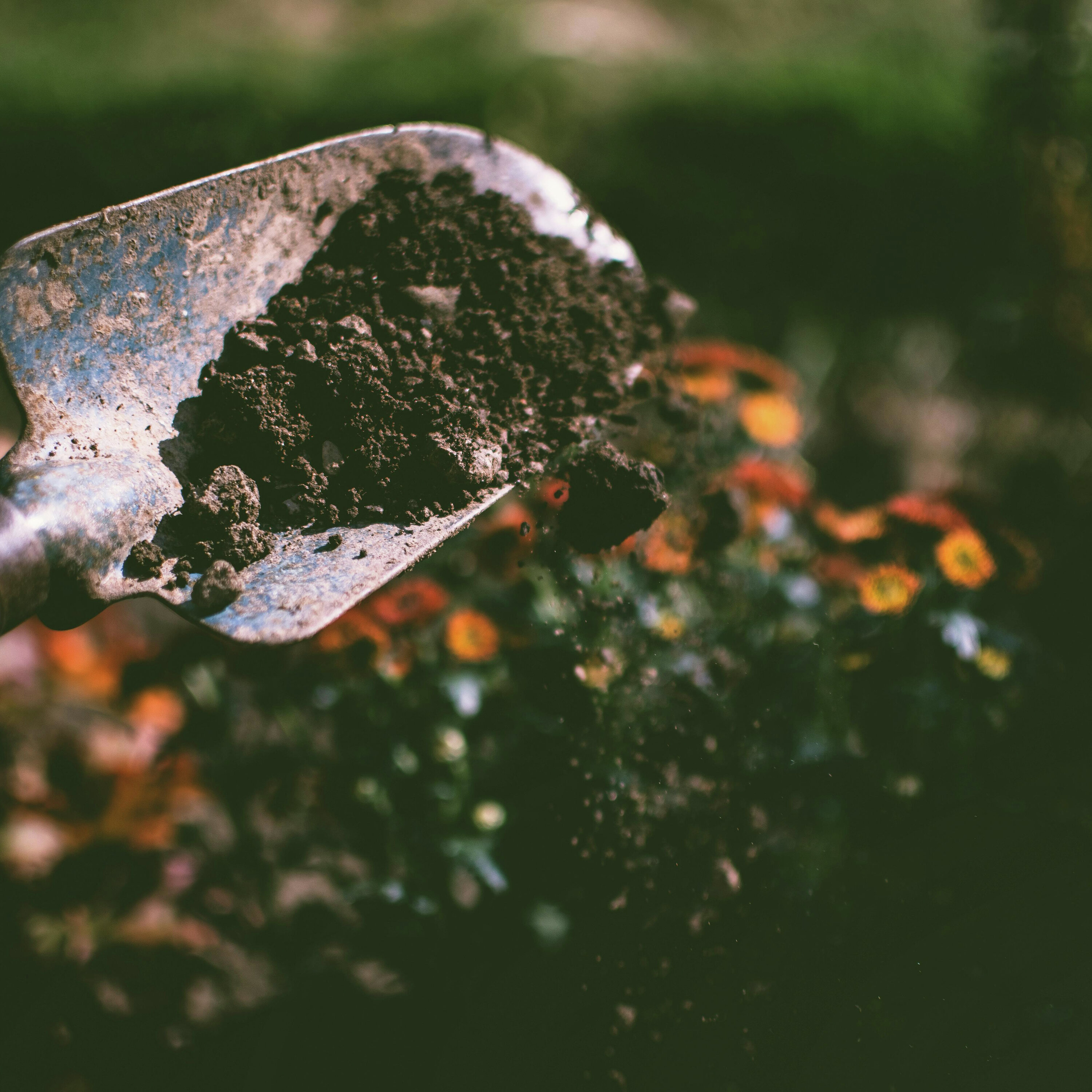 Spring Prep: Transplanting, Stump Removal & Garden Troubleshooting episode artwork