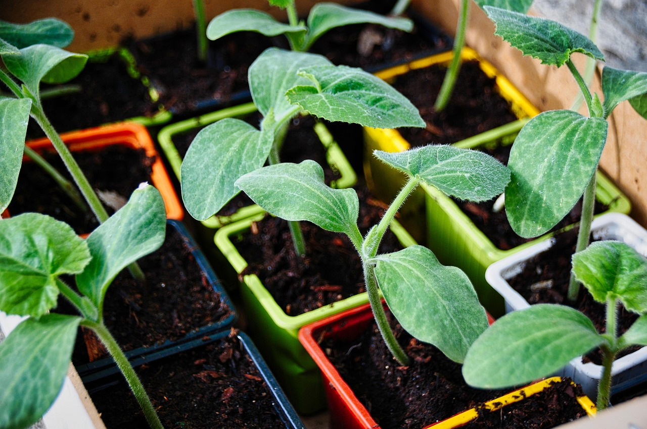 Garden Planning 101: Mapping Your Way to a Beautiful Landscape