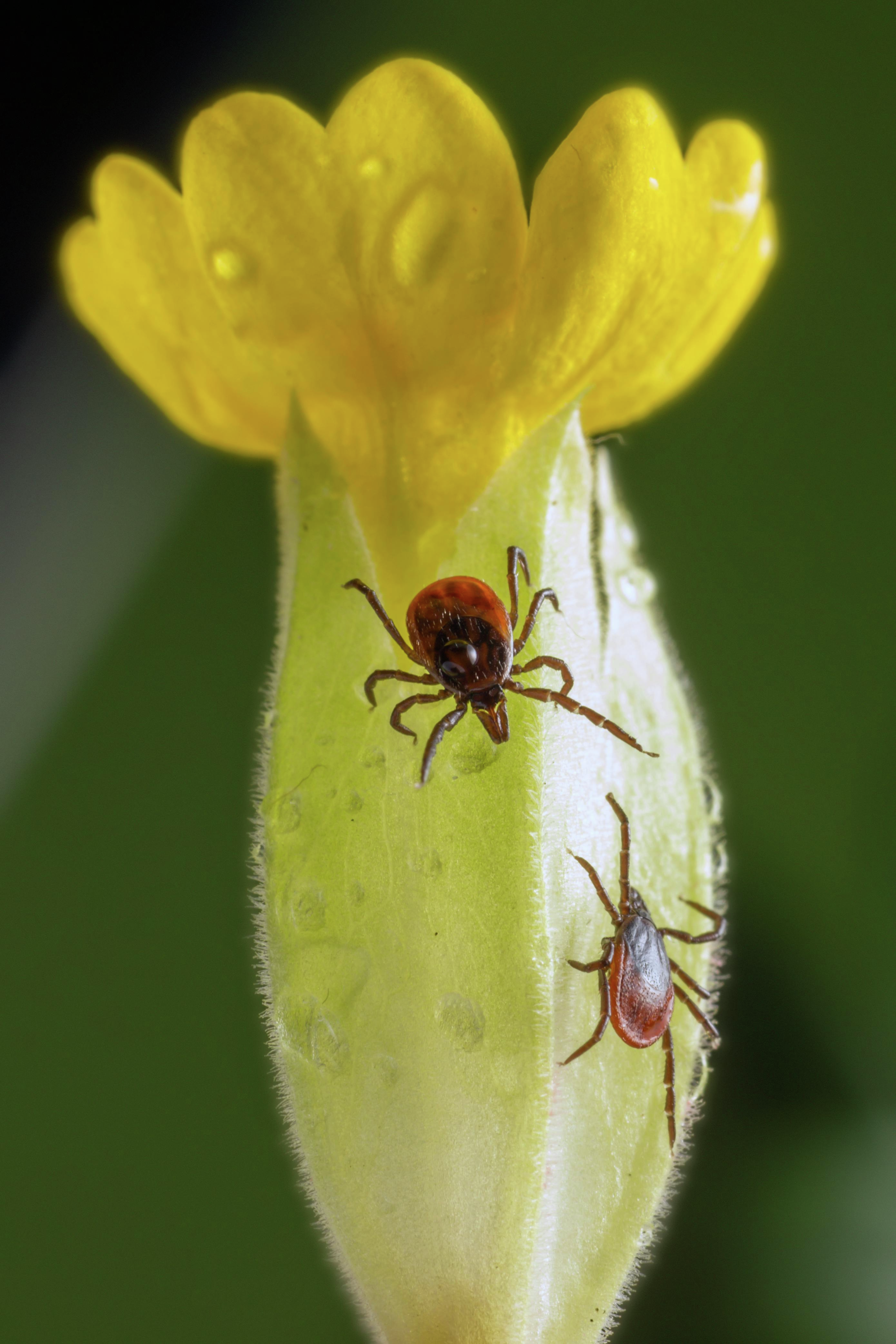 Lawn Care and Tick Control: Expert Advice