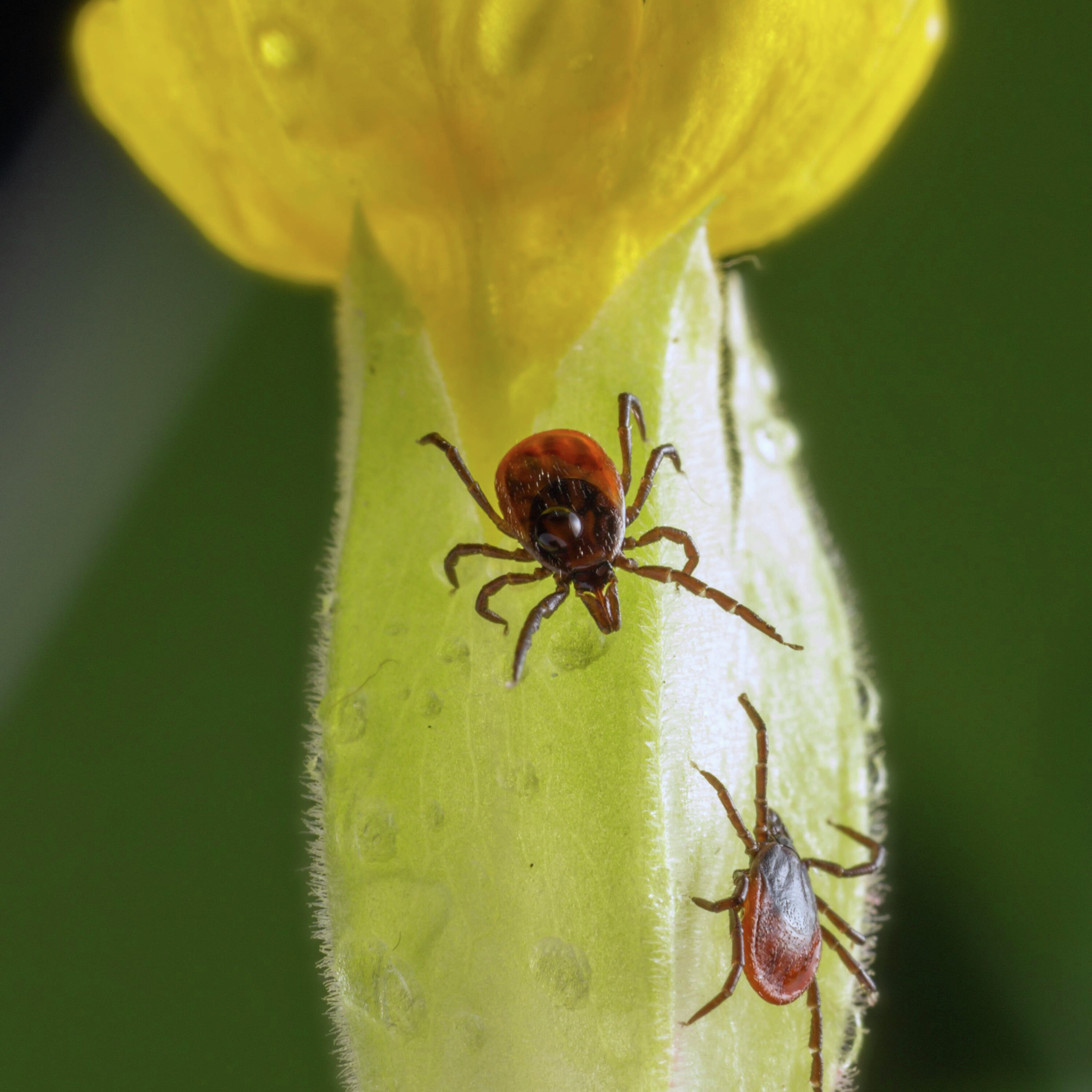Lawn Care and Tick Control: Expert Advice episode artwork