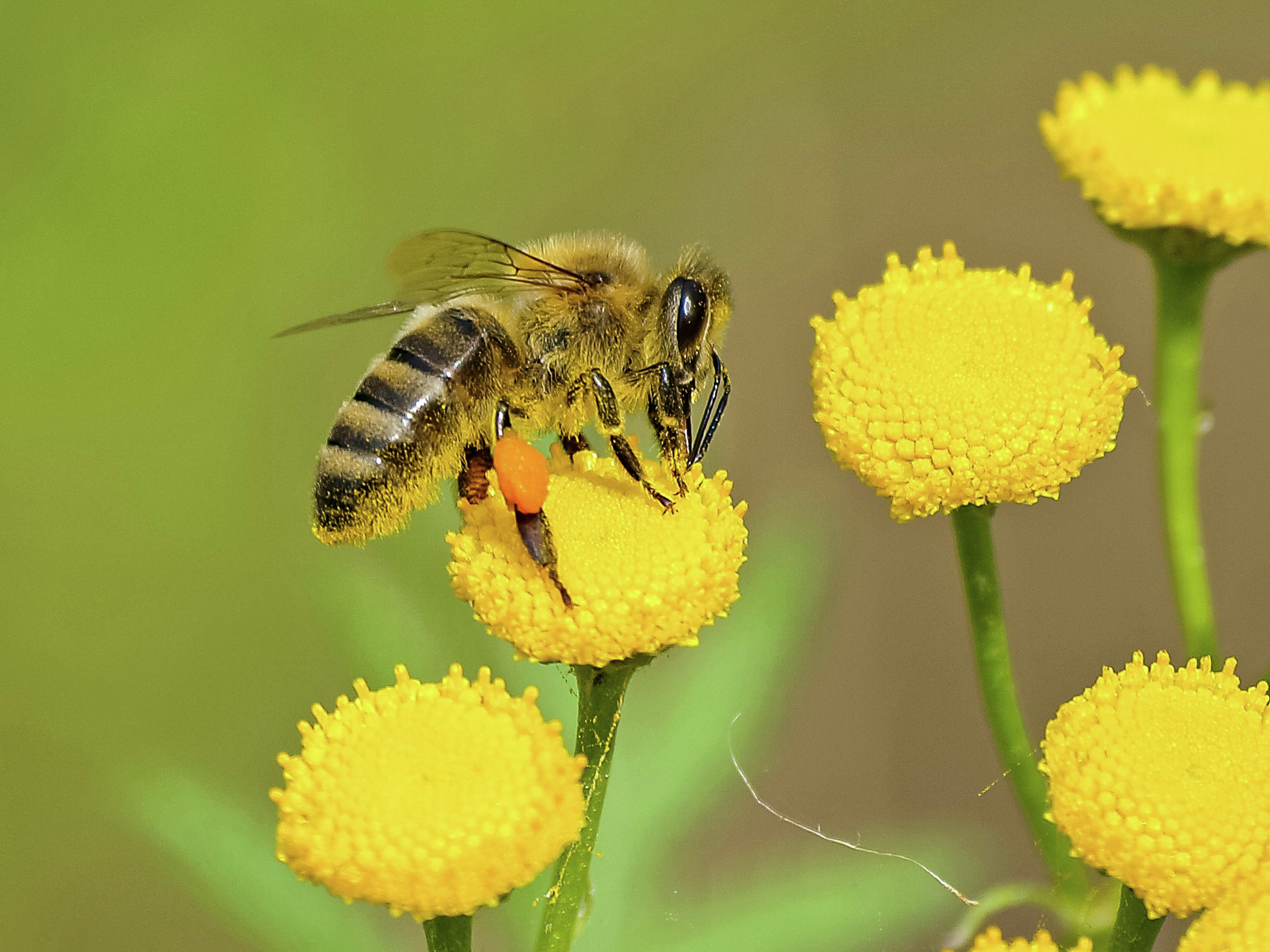 Grass, Bees, and Biodiversity: Rethinking No Mow May