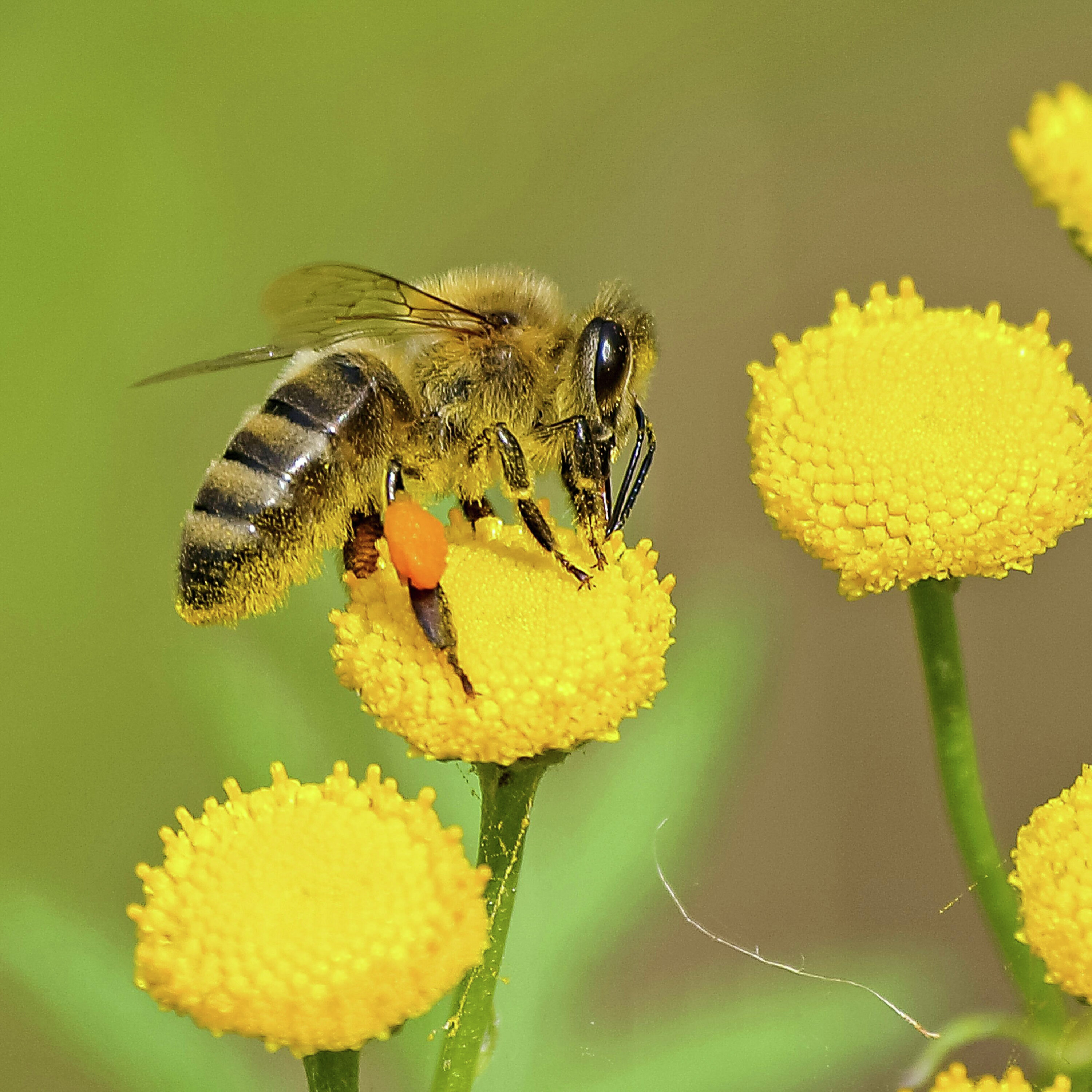 Grass, Bees, and Biodiversity: Rethinking No Mow May episode artwork