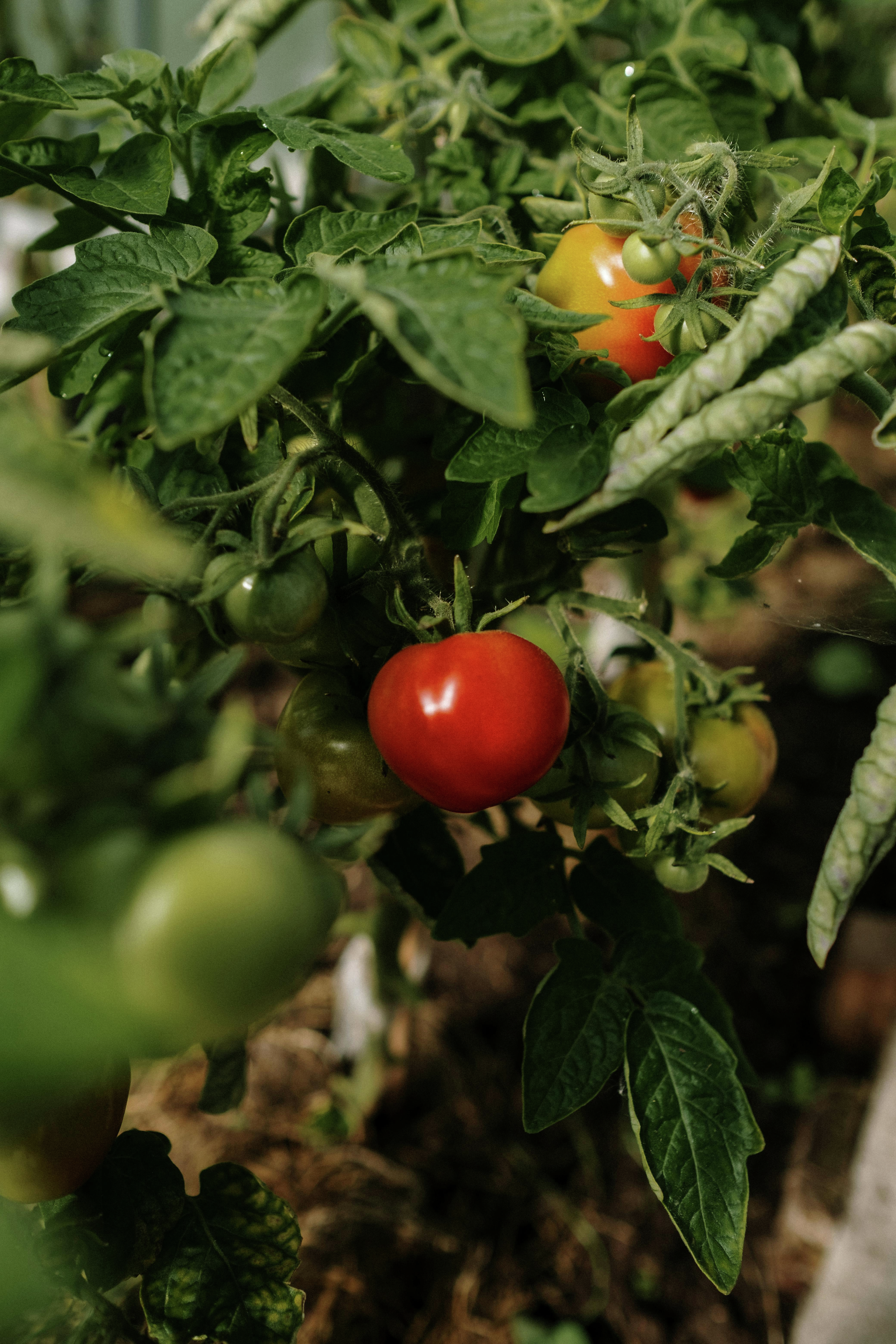 The Phytophthora Plague: Saving Your Tomatoes from the Plant Destroyer episode artwork