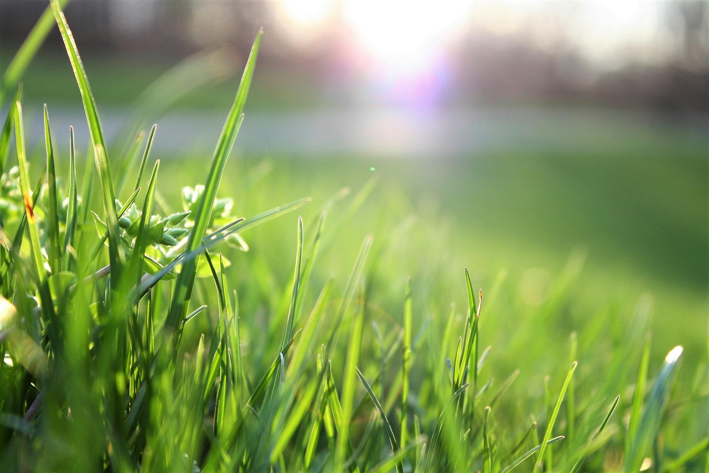 The Grass is Greener: Unveiling the Secrets of Soil and Sod episode artwork