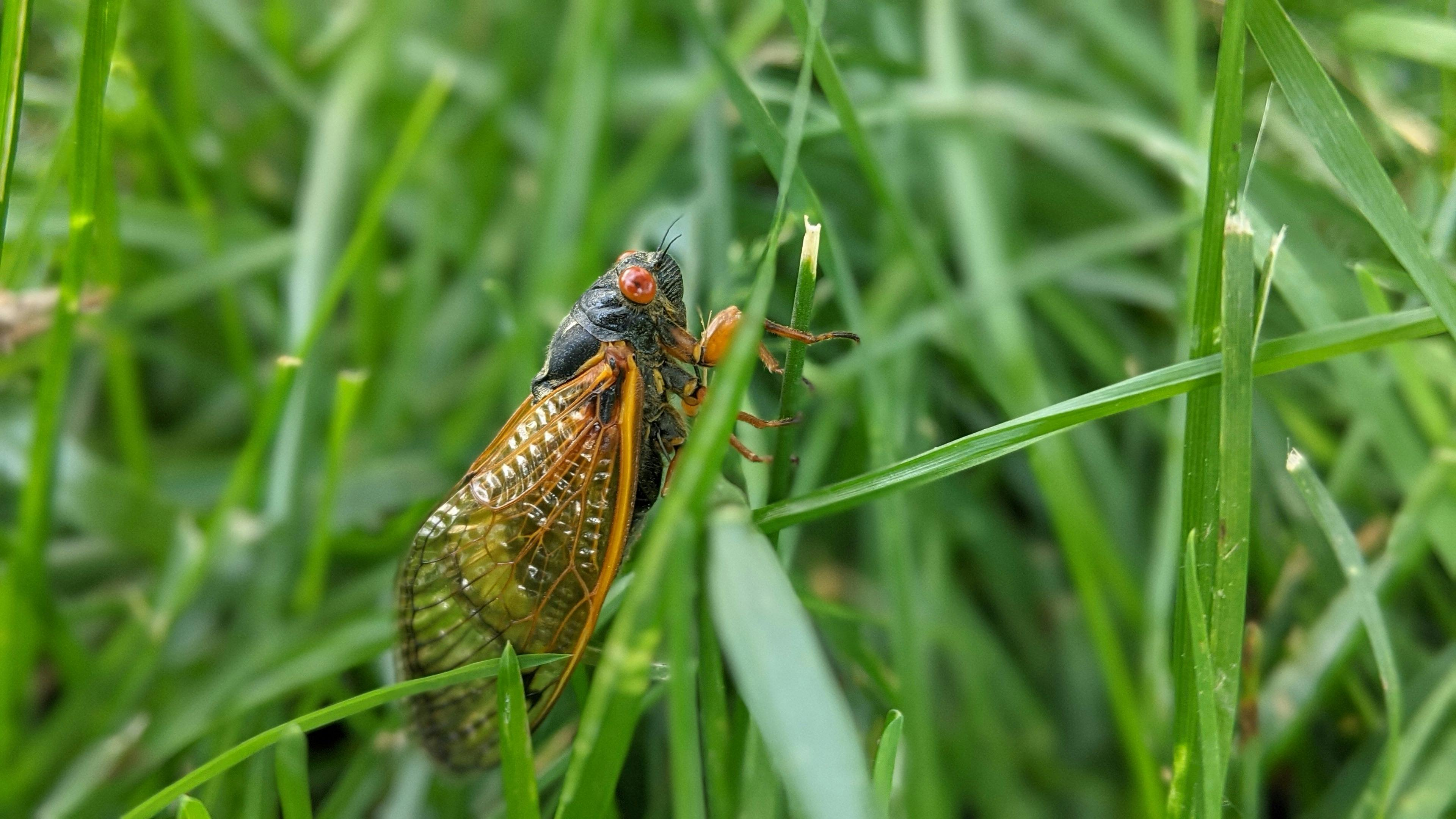 The Great Cicada Forecast: Fact, Fiction, and Fertilizer episode artwork