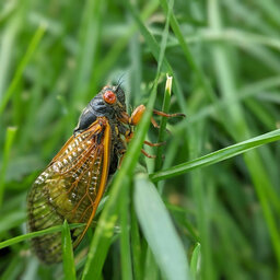 The Great Cicada Forecast: Fact, Fiction, and Fertilizer