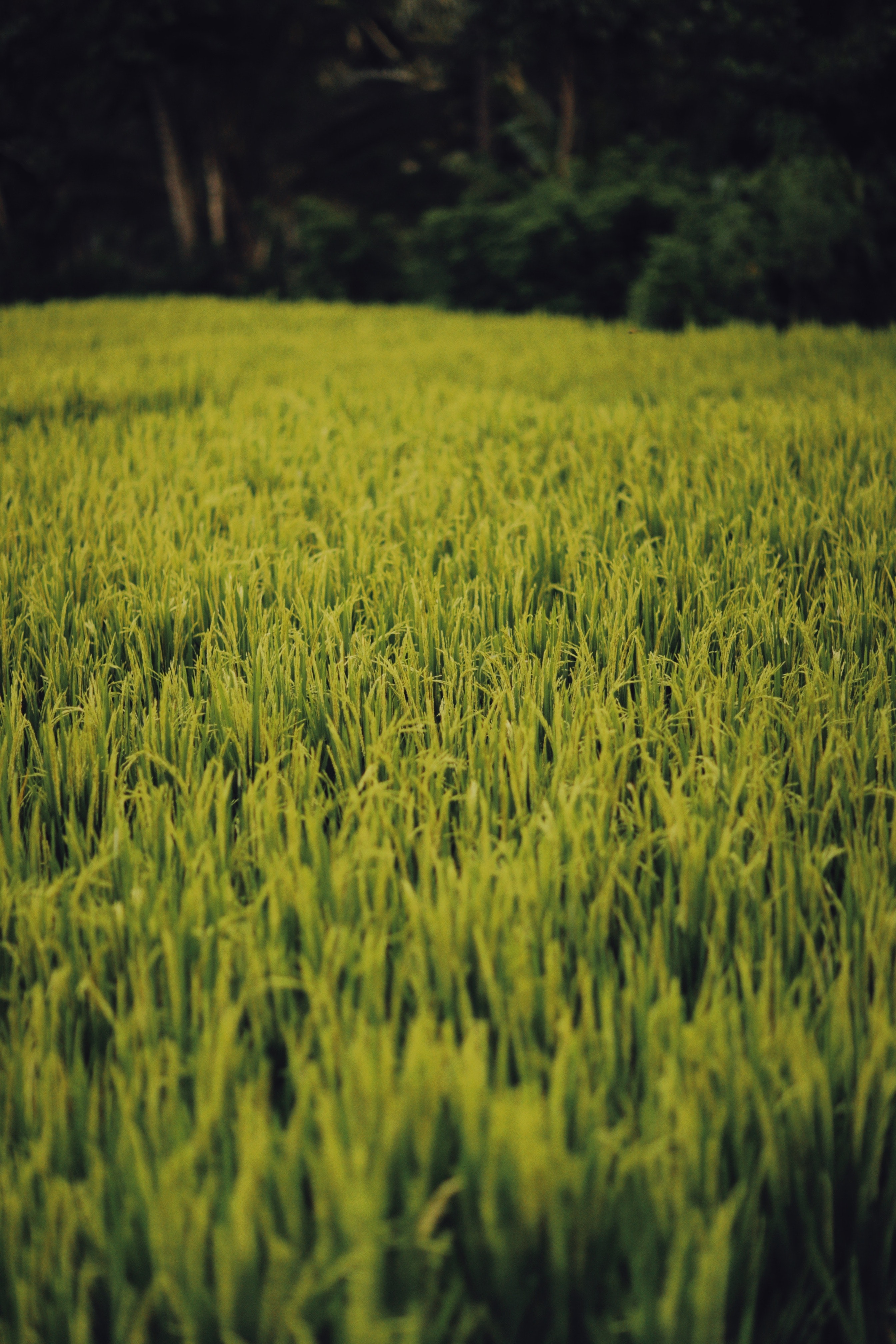 Growing Grass episode artwork