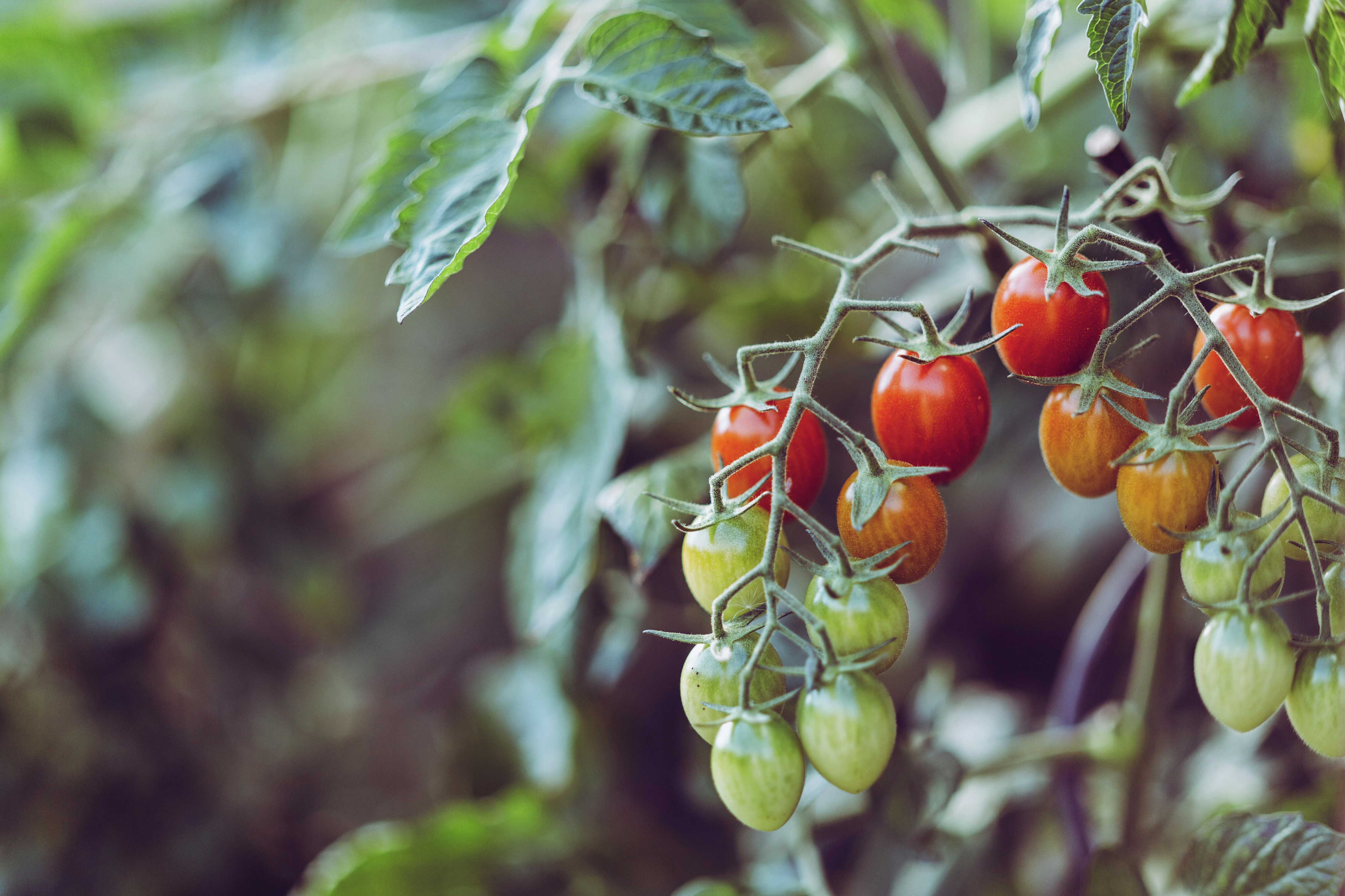 Spring Into Action: Tomato Troubles and Gardening Tips