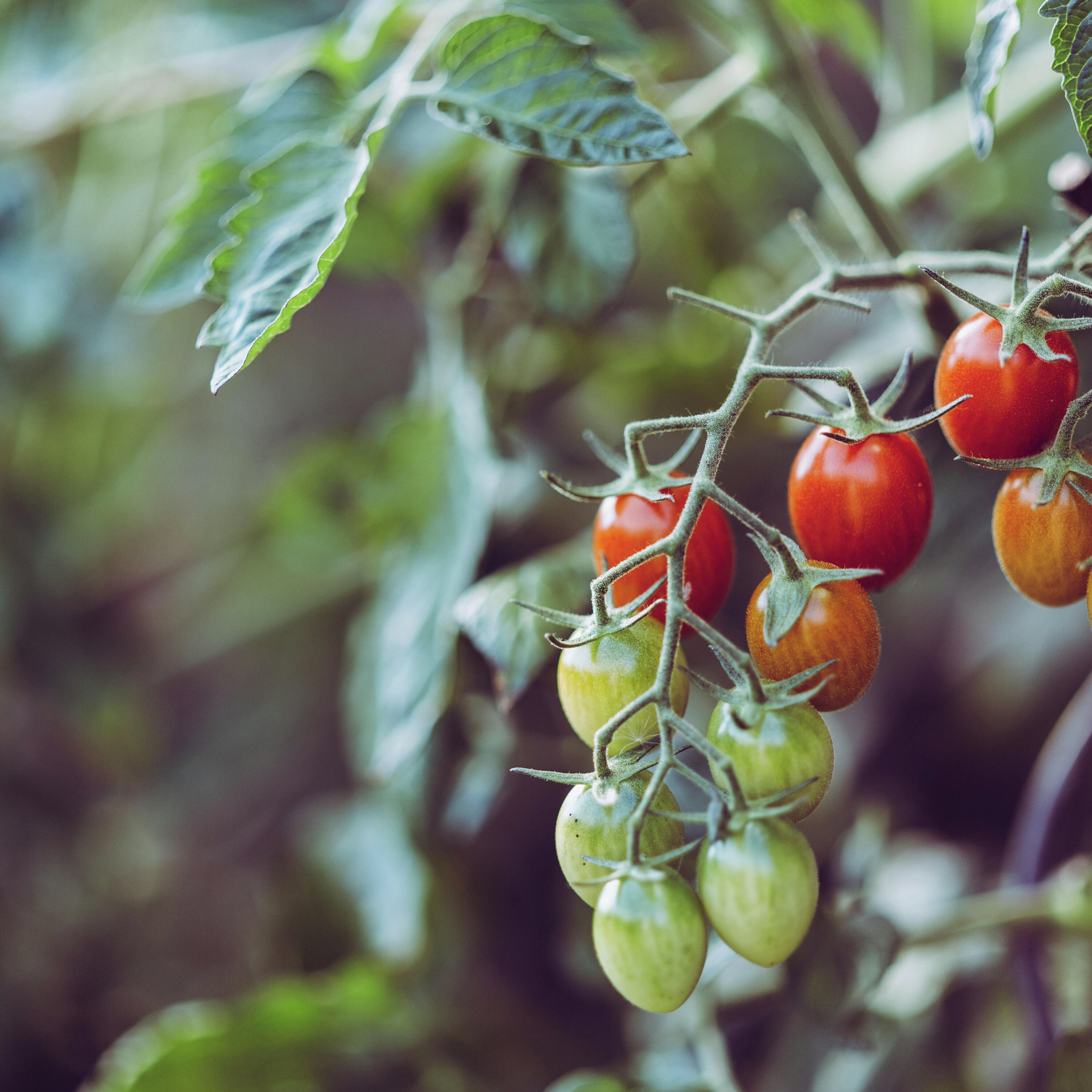 Spring Into Action: Tomato Troubles and Gardening Tips episode artwork