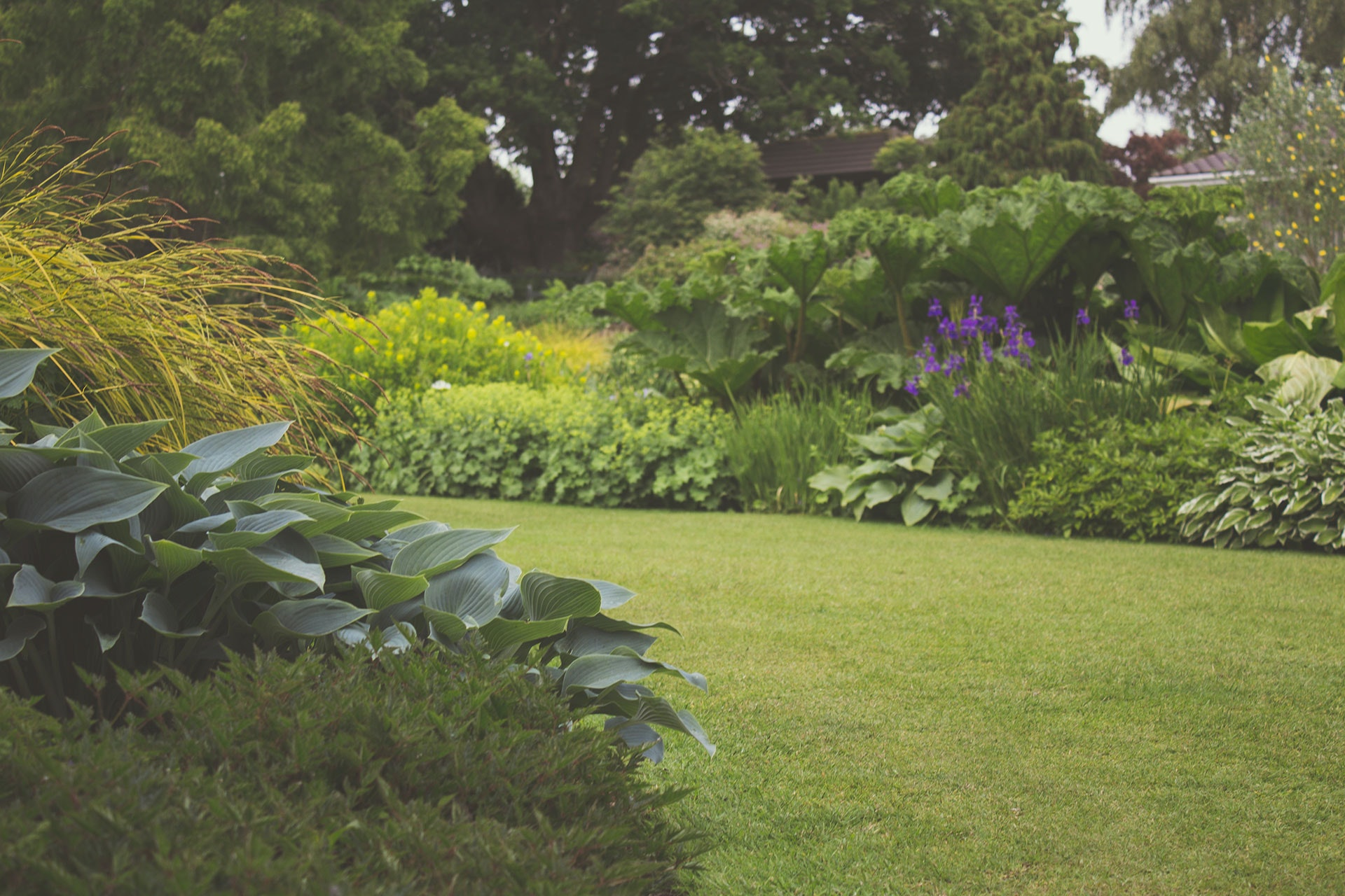 Lawn Care and Listener Questions