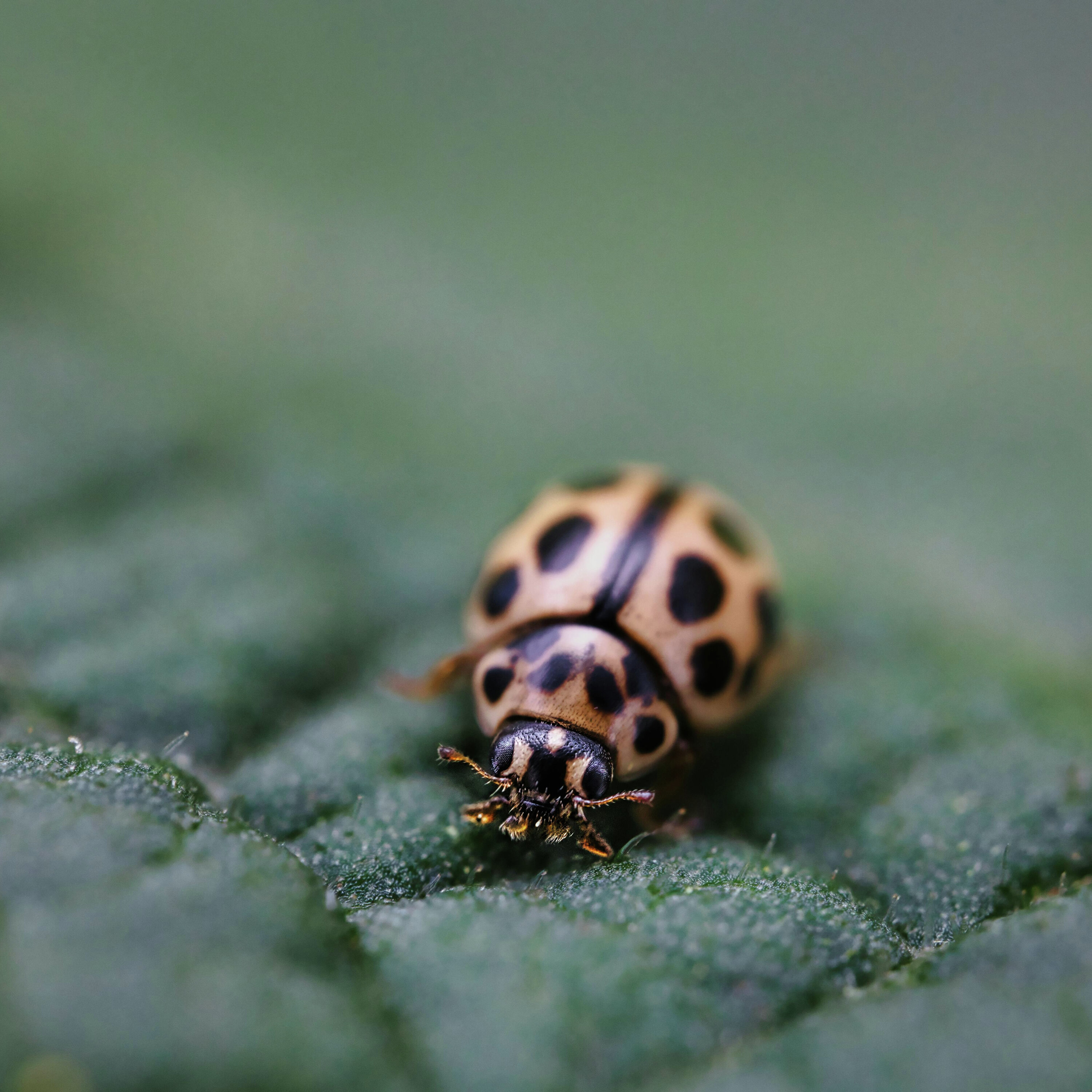 Early Invasion: Tackling the Asian Lady Beetle Problem Before It Starts episode artwork