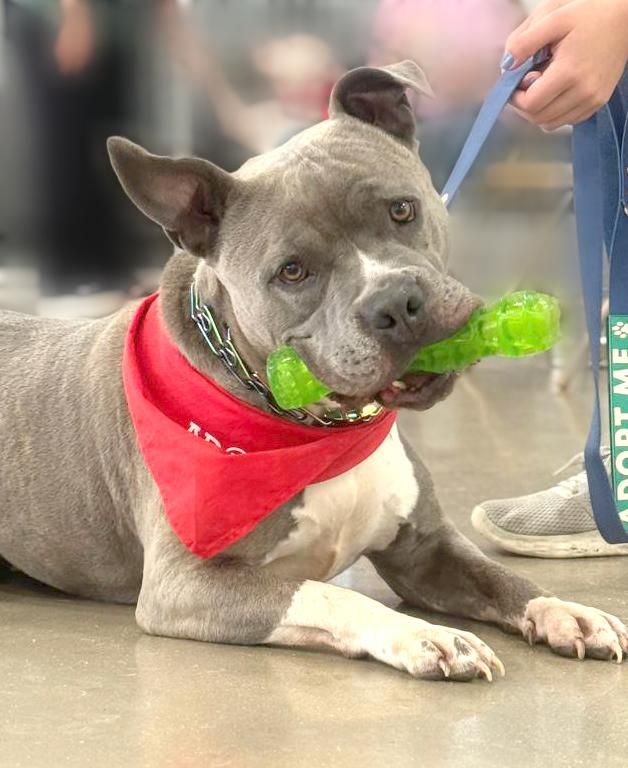 The Mason Jar Cafe's Furry Friends Friday featuring Rich!