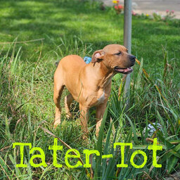 The Mason Jar Cafe's Furry Friends Friday featuring Tater Tot!
