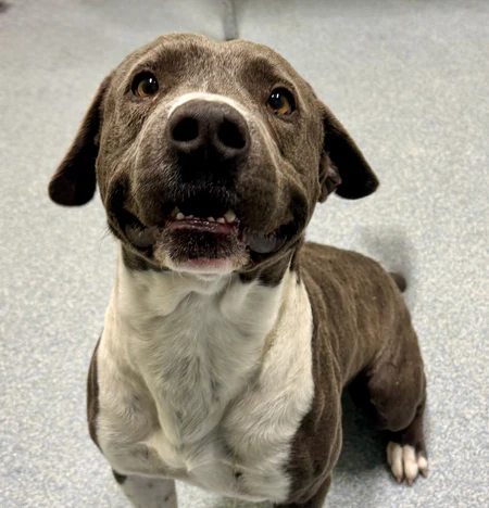 The Mason Jar Cafe's Furry Friends Friday featuring Toby!