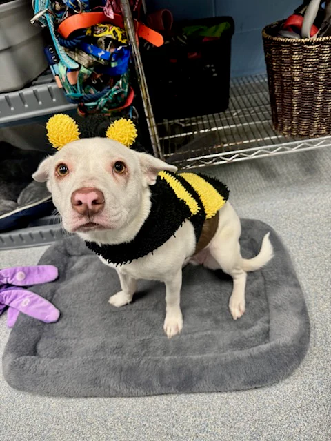 The Mason Jar Cafe's Furry Friends Friday featuring Selene