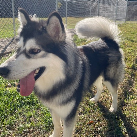 The Mason Jar Cafe's Furry Friends Friday featuring Balto!
