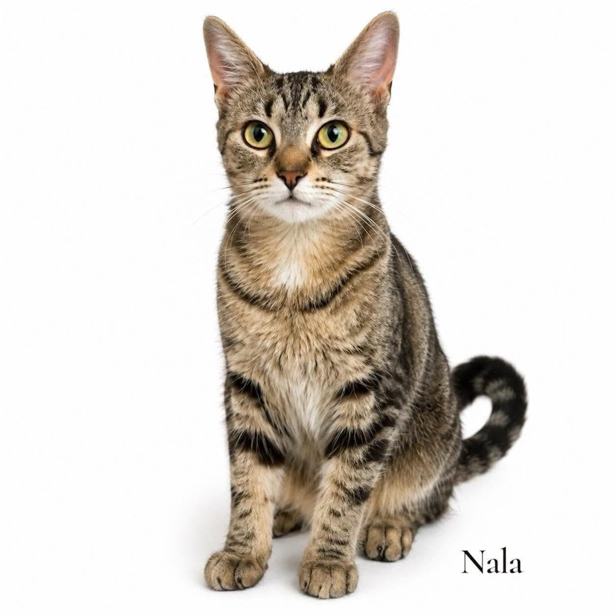 The Mason Jar Cafe Furry Friend of the Week - Nala episode artwork