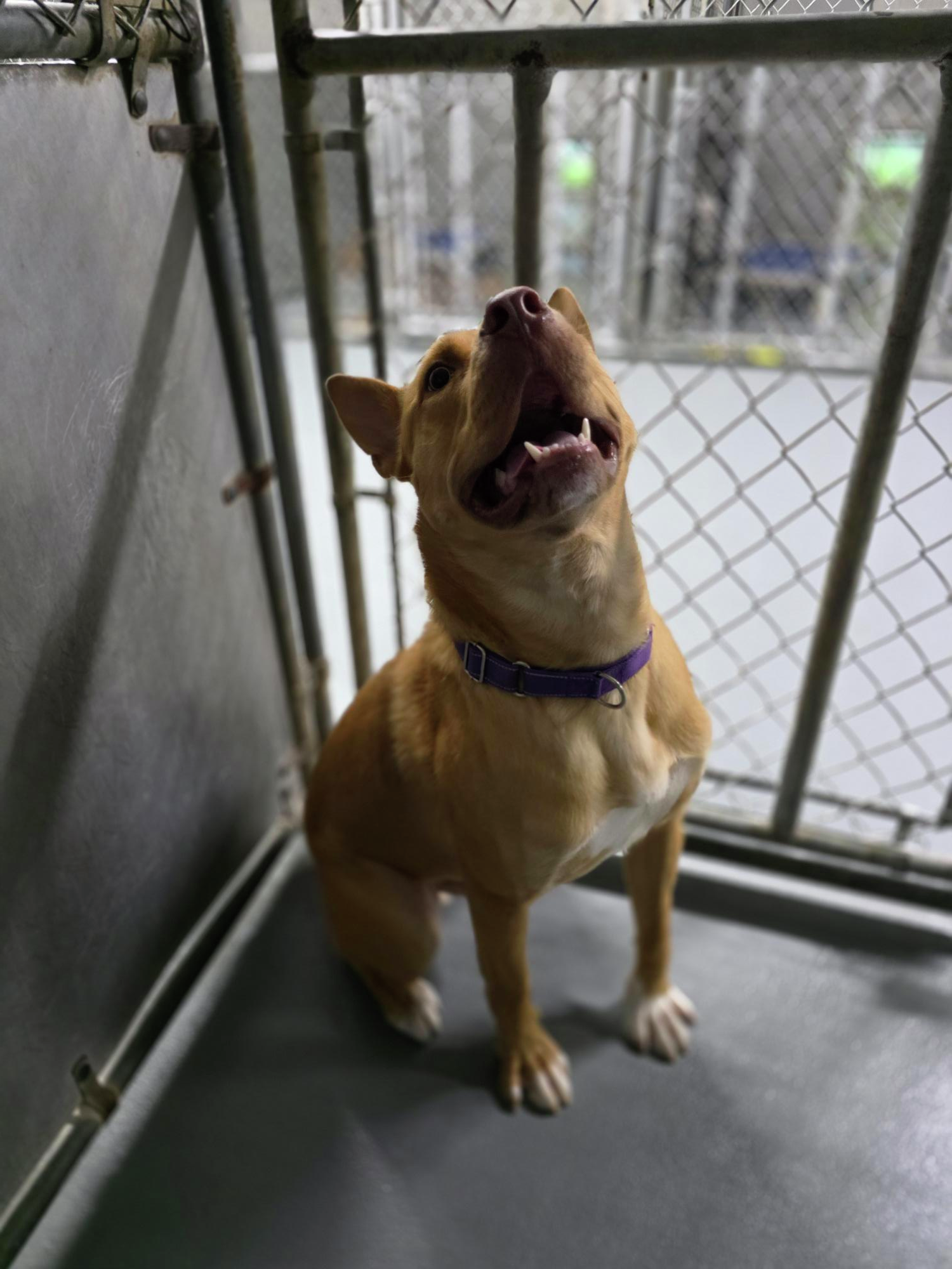 The Mason Jar Cafe's Furry Friends Friday featuring Nacho!
