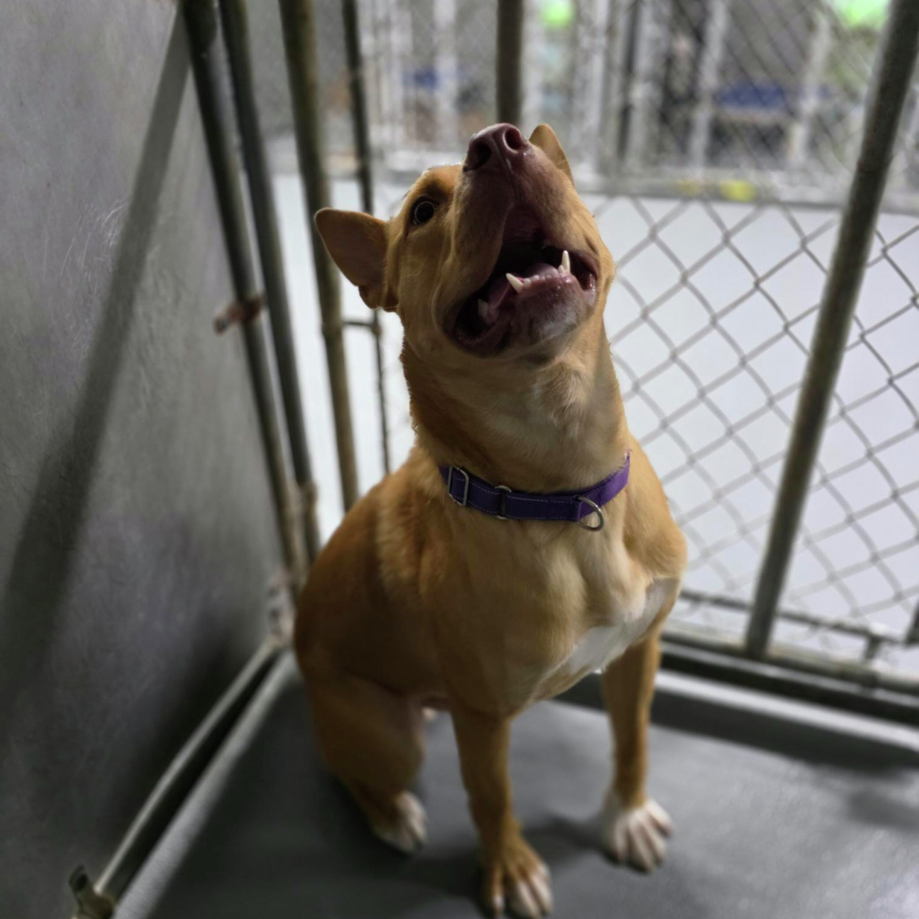 The Mason Jar Cafe's Furry Friends Friday featuring Nacho!