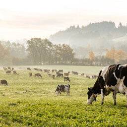 What Is The Future Of Grazing?