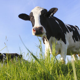 "Adopt a Cow" to Help Food Banks and Dairy Farmers