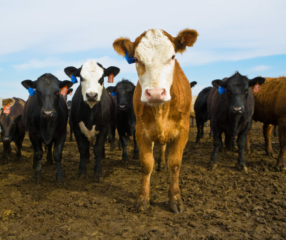 MID-WEST FARM REPORT - MADISON