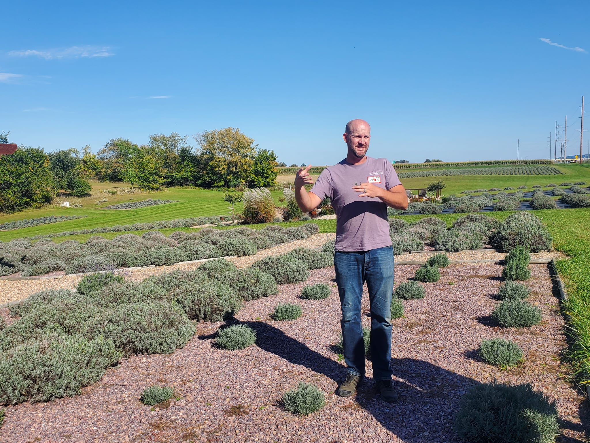 Lavender: More Than Just The Aroma
